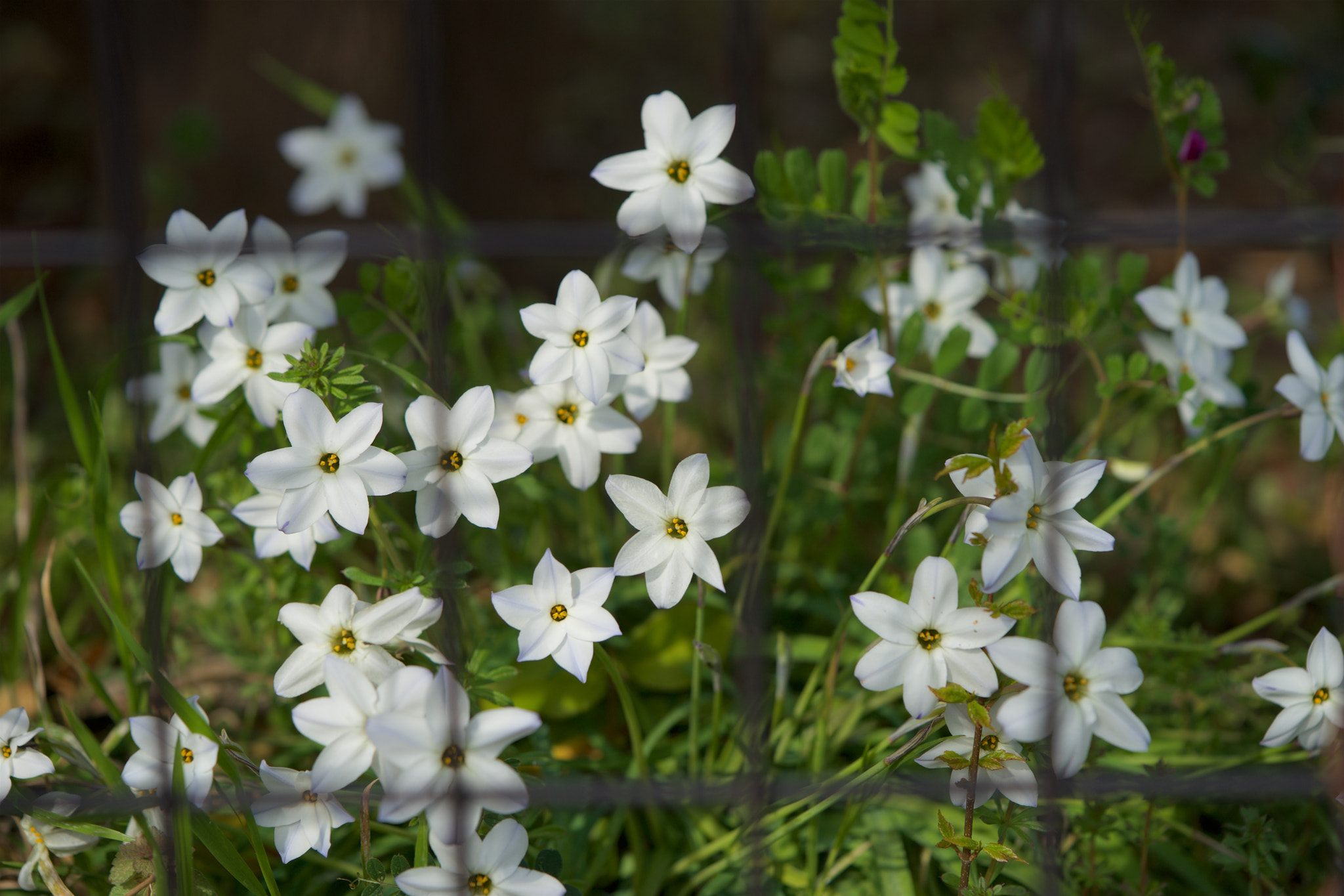 Sony a7 sample photo. Flowers 4716 photography