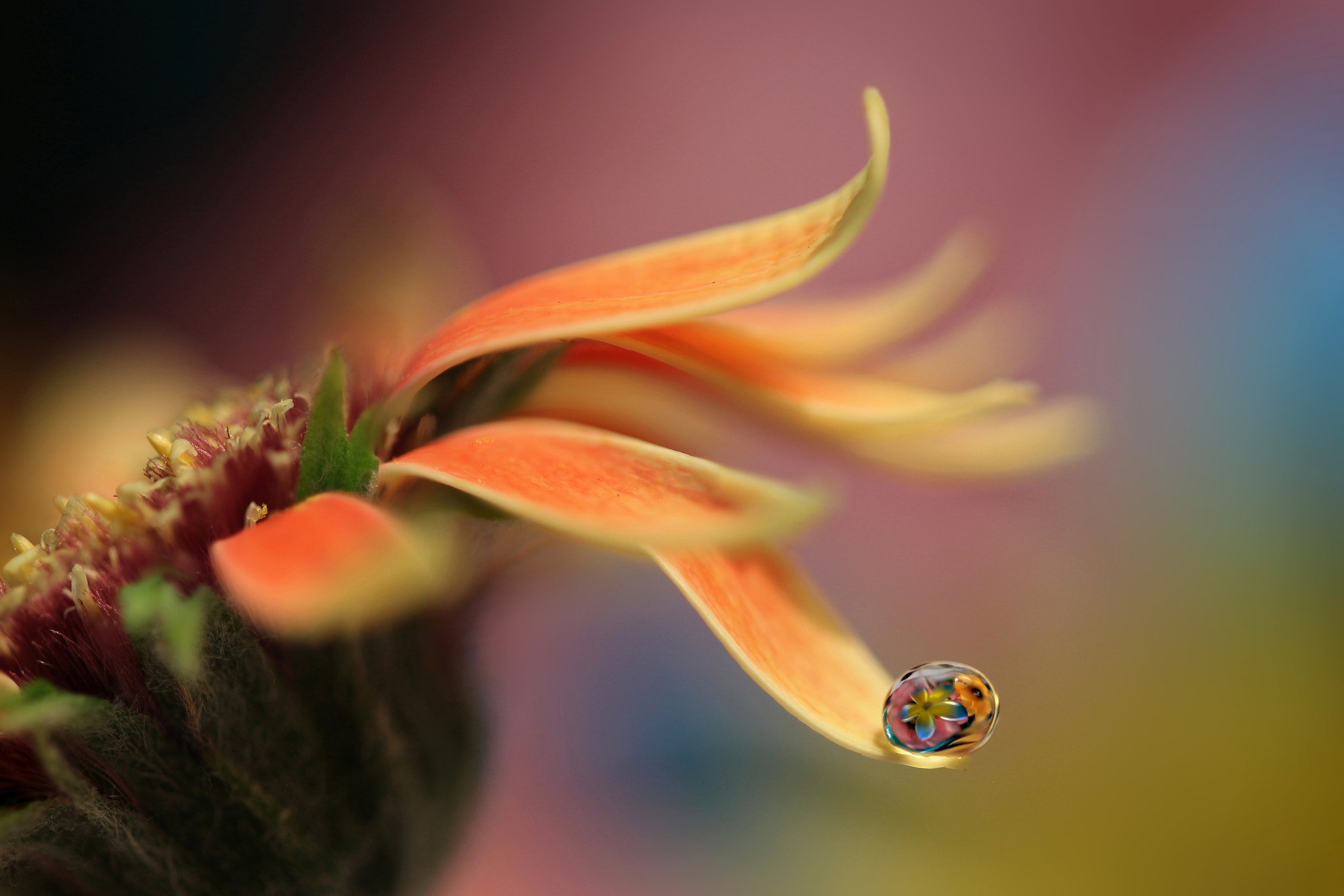 Canon EF 100mm F2.8L Macro IS USM sample photo. Weight photography