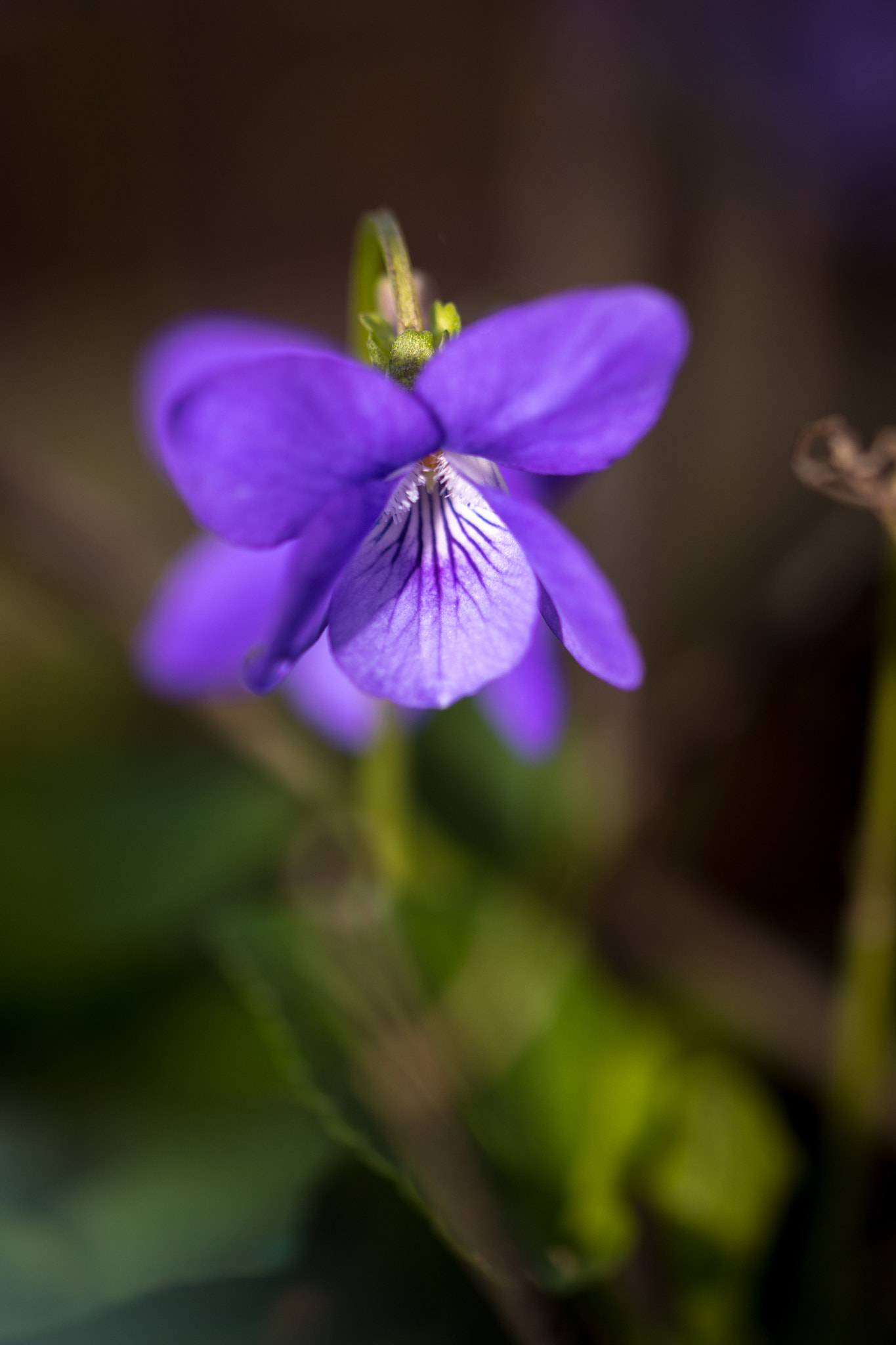 Nikon D7200 sample photo. Violette photography