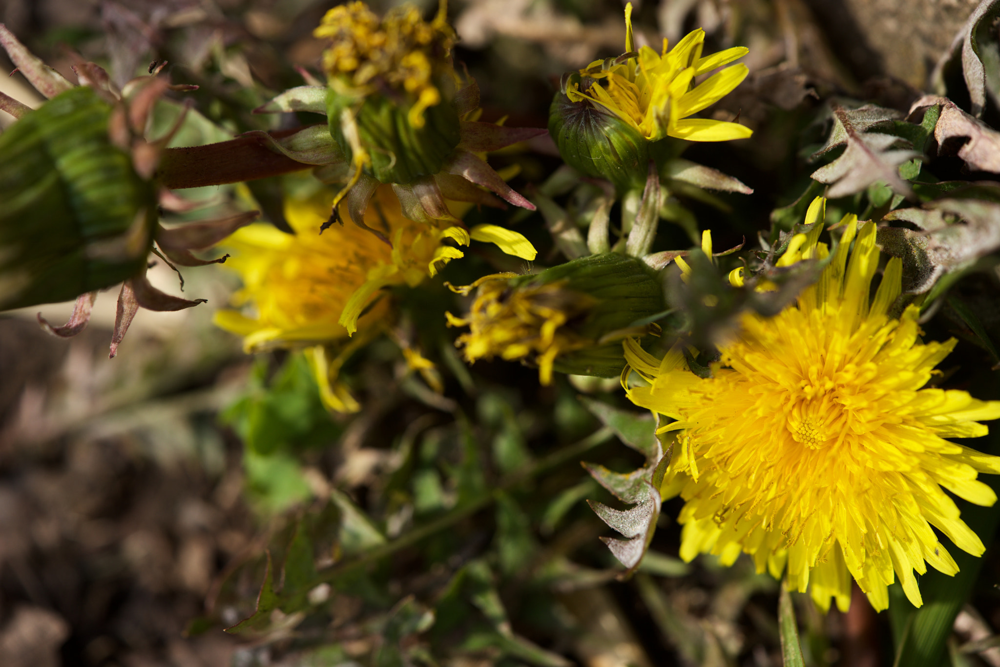 Sony a7 + Sony FE 90mm F2.8 Macro G OSS sample photo. Flowers 4717 photography