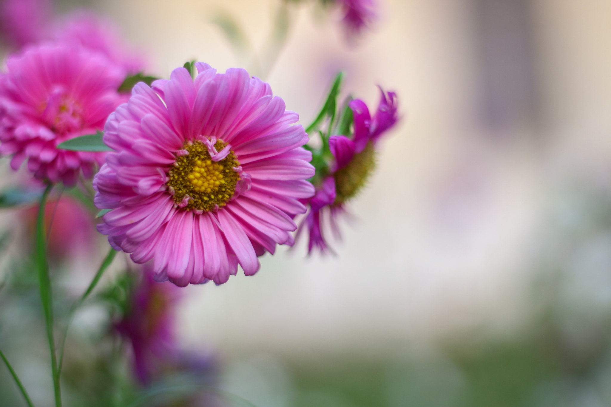 Canon EOS 700D (EOS Rebel T5i / EOS Kiss X7i) sample photo. Img photography