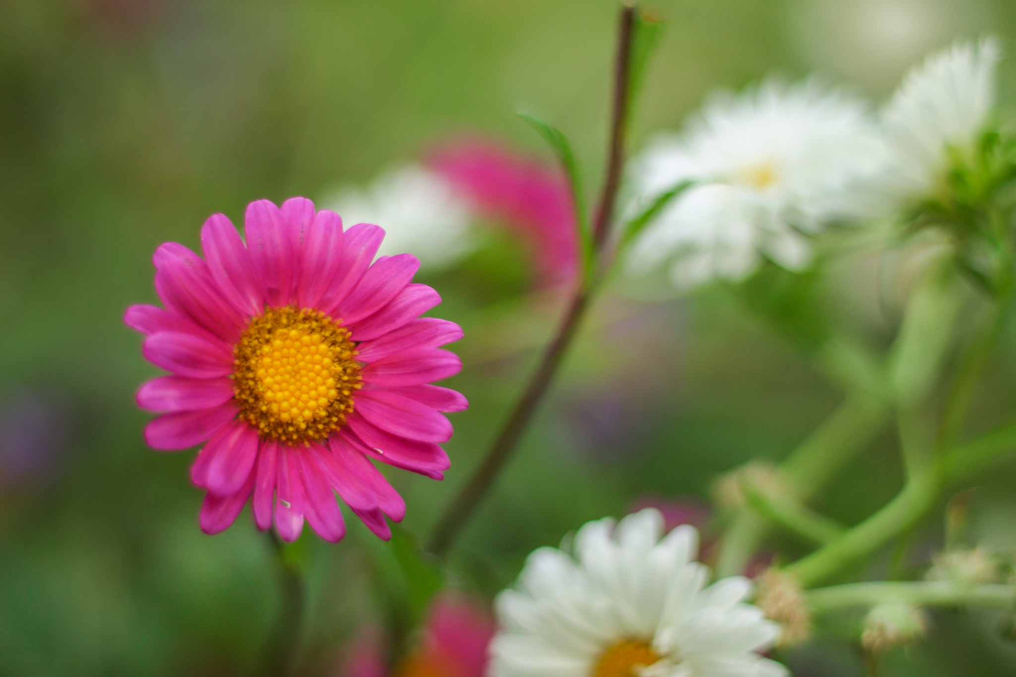 Canon EOS 700D (EOS Rebel T5i / EOS Kiss X7i) sample photo. Img photography