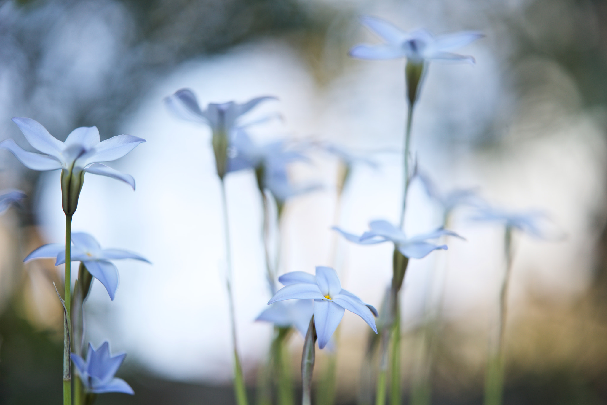 Sony a7 + Sony FE 90mm F2.8 Macro G OSS sample photo. Flowers 4718 photography