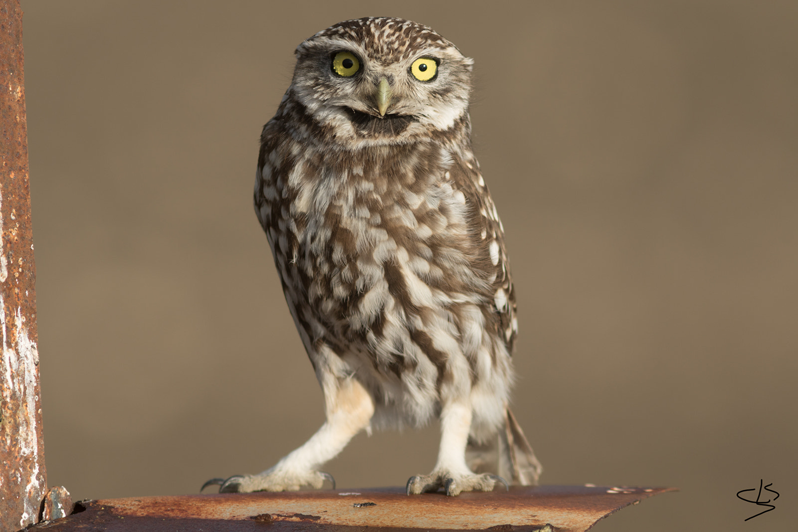 Canon EF 300mm F4L IS USM sample photo. Mochuelo europeo photography