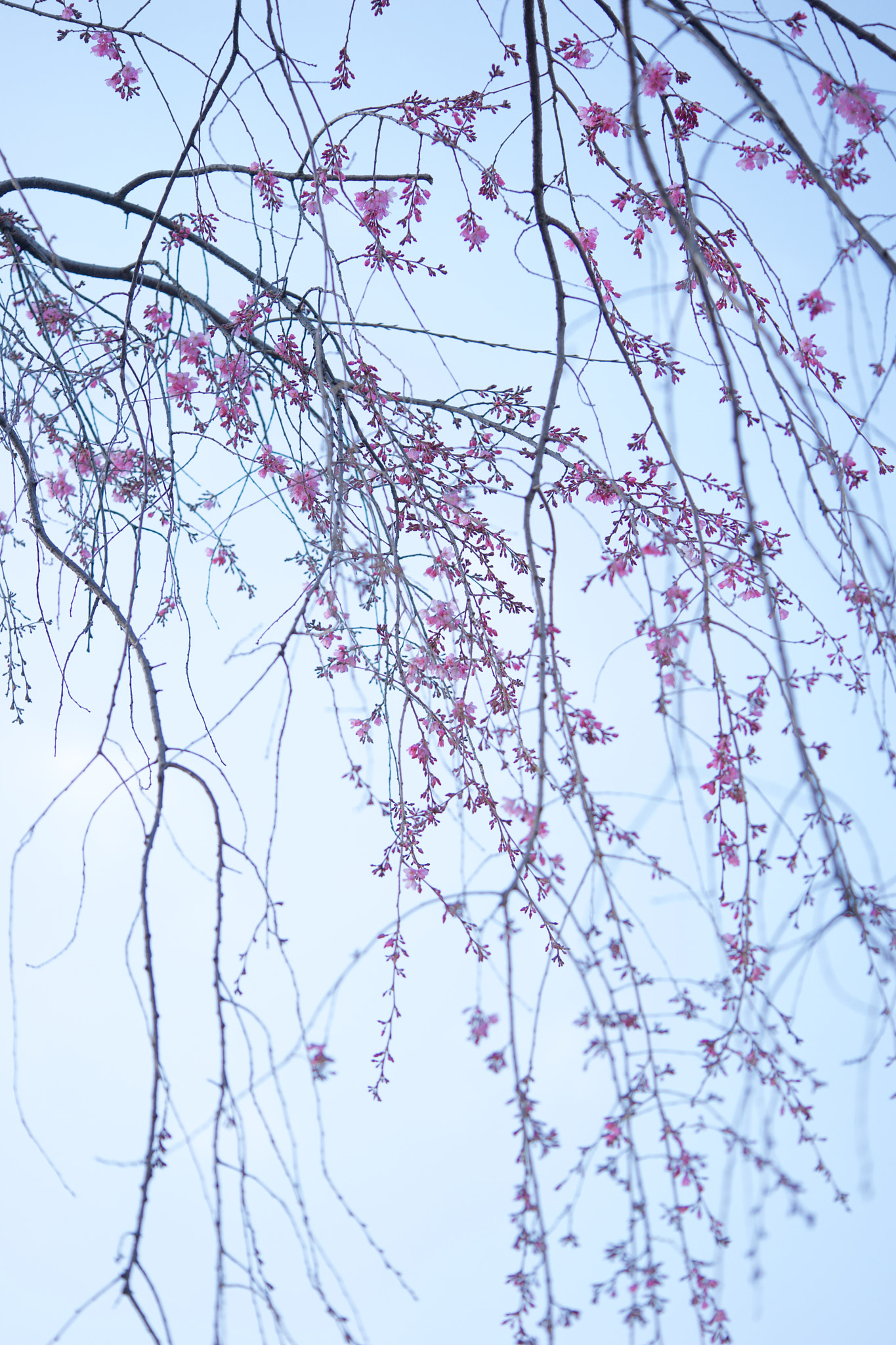 Sony a7 + Sony FE 90mm F2.8 Macro G OSS sample photo. Flowers 4722 photography