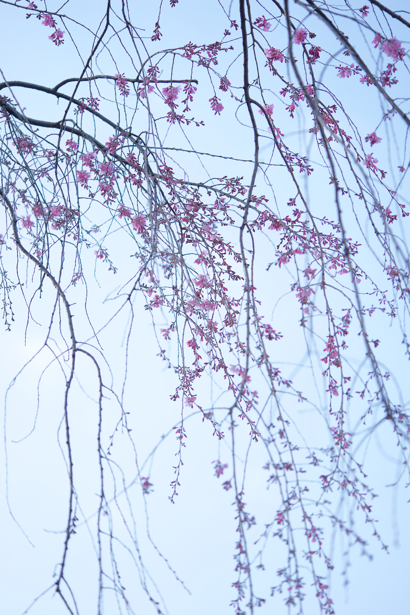 Sony a7 + Sony FE 90mm F2.8 Macro G OSS sample photo. Flowers 4722 photography