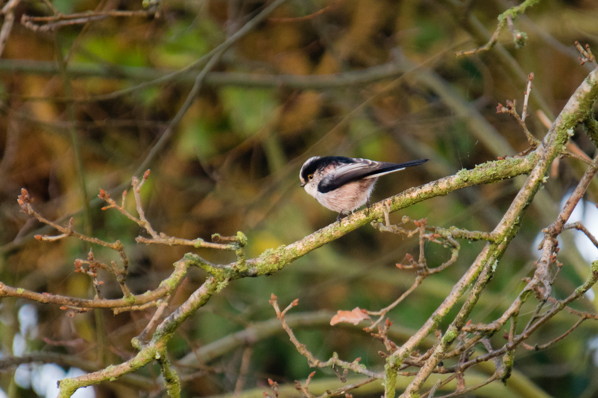 Sony a6300 + Sony E 55-210mm F4.5-6.3 OSS sample photo. Mésange à longue queue photography