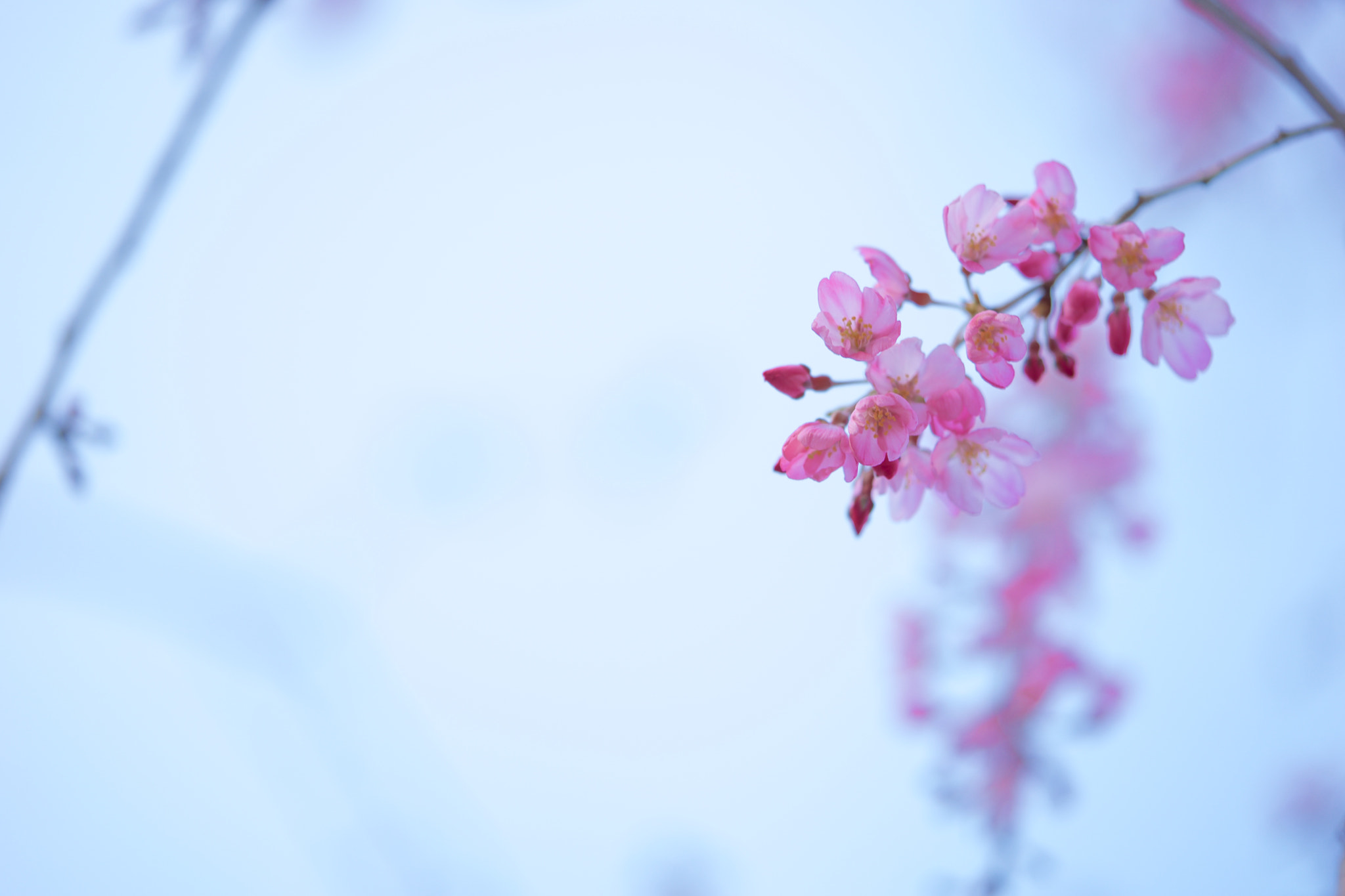 Sony a7 + Sony FE 90mm F2.8 Macro G OSS sample photo. Flowers 4723 photography