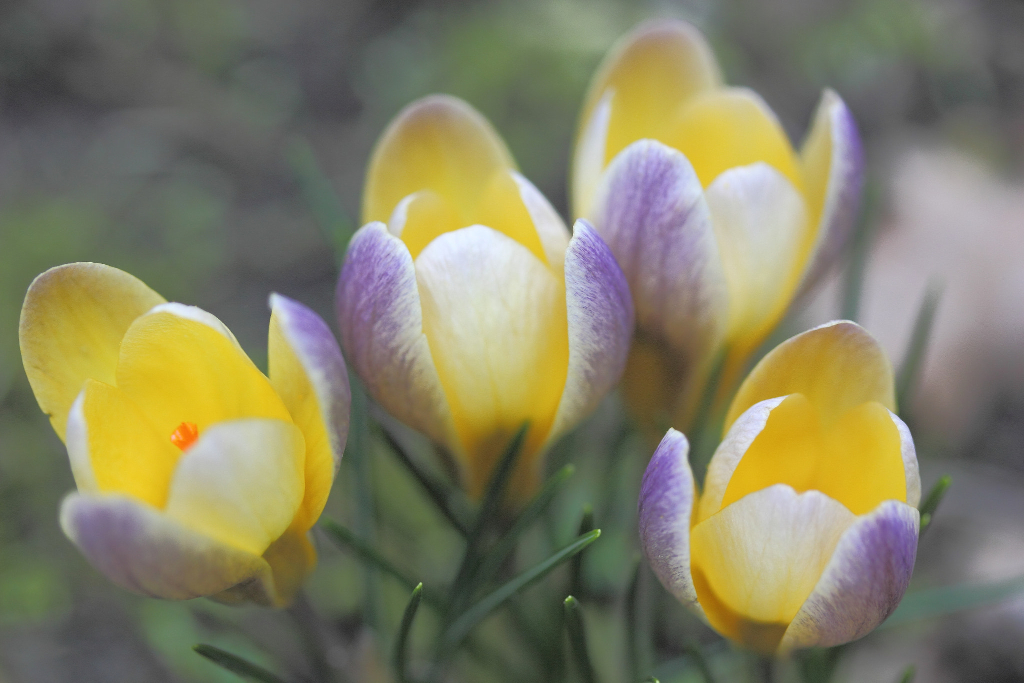 Canon EF-S 60mm F2.8 Macro USM sample photo. Crocuses photography