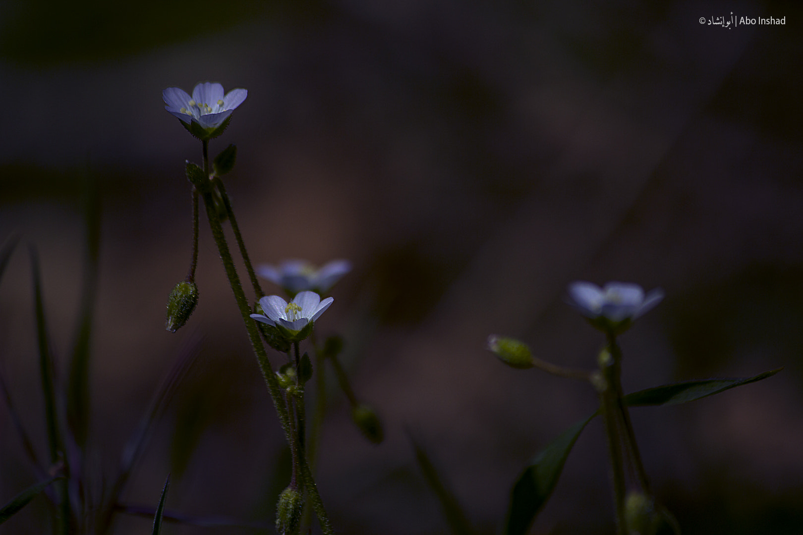 Canon EF-S 55-250mm F4-5.6 IS II sample photo. White flowers photography