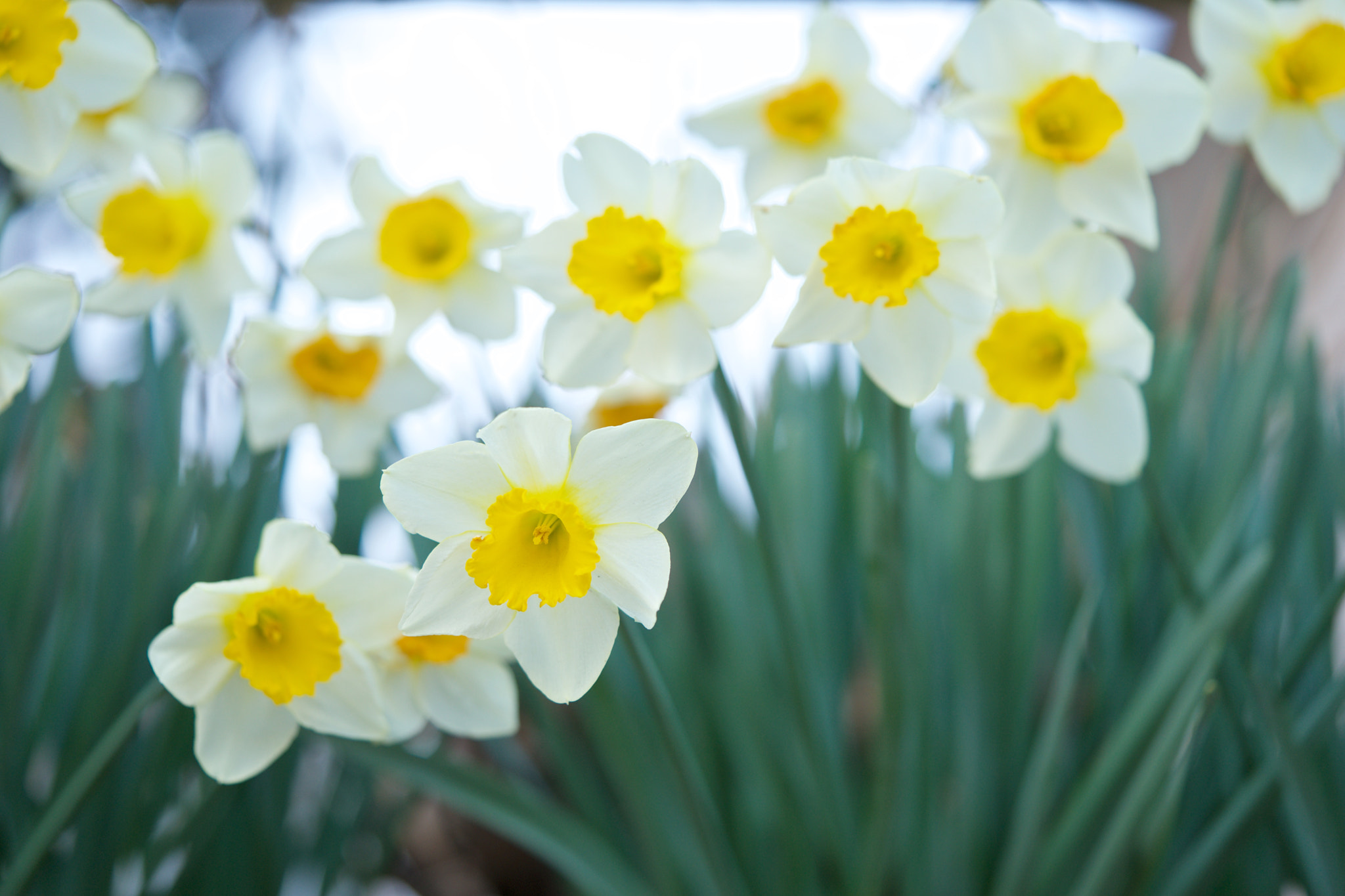 Sony a7 + Sony FE 90mm F2.8 Macro G OSS sample photo. Flowers 4725 photography