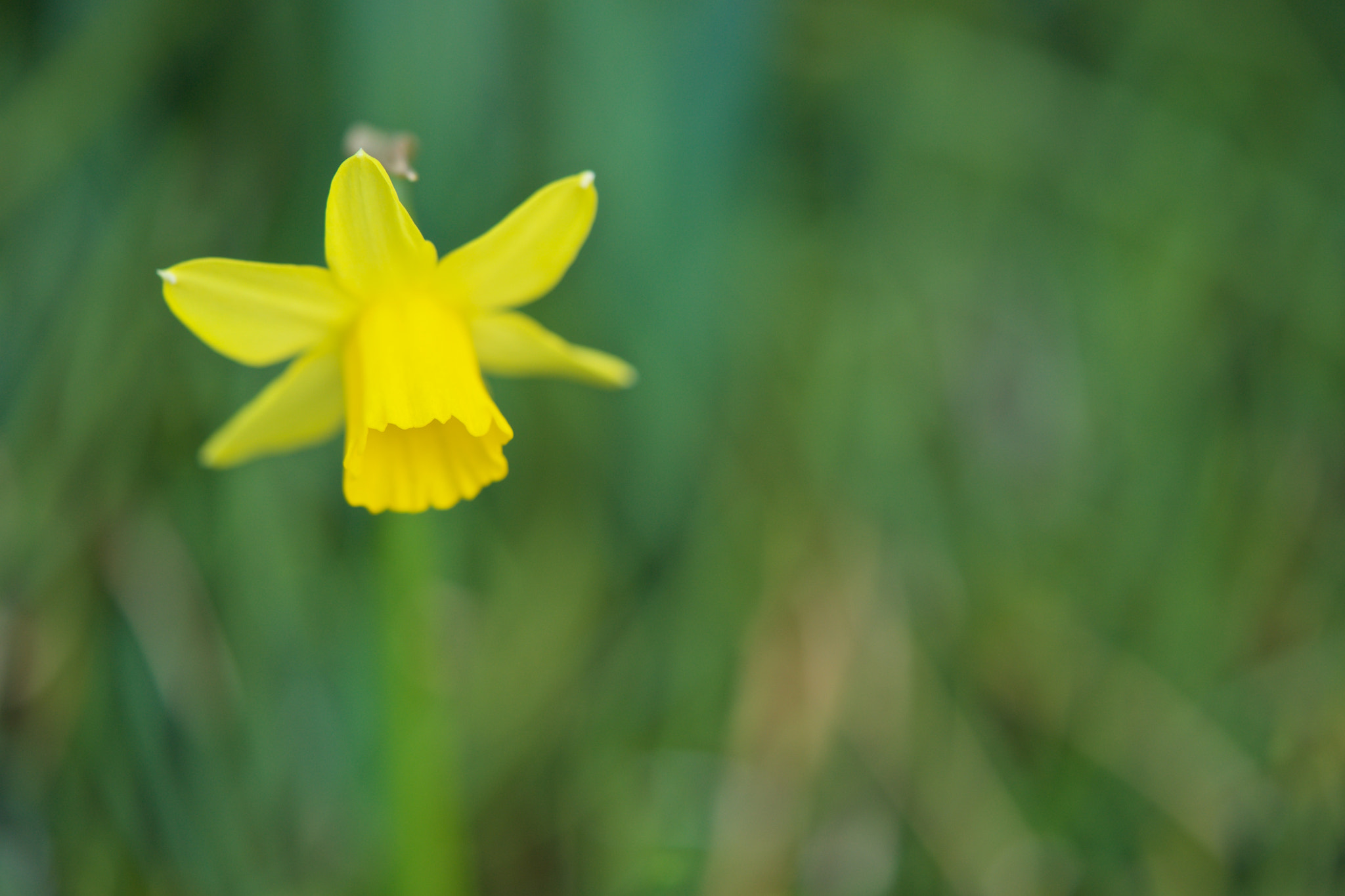 Sony a7 sample photo. Flowers 4726 photography