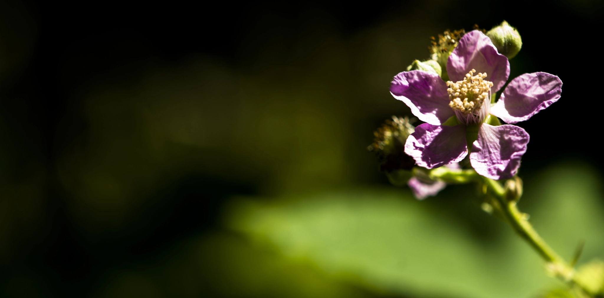 Nikon AF-S DX Micro-Nikkor 85mm F3.5G ED VR sample photo. Belleza indomita photography