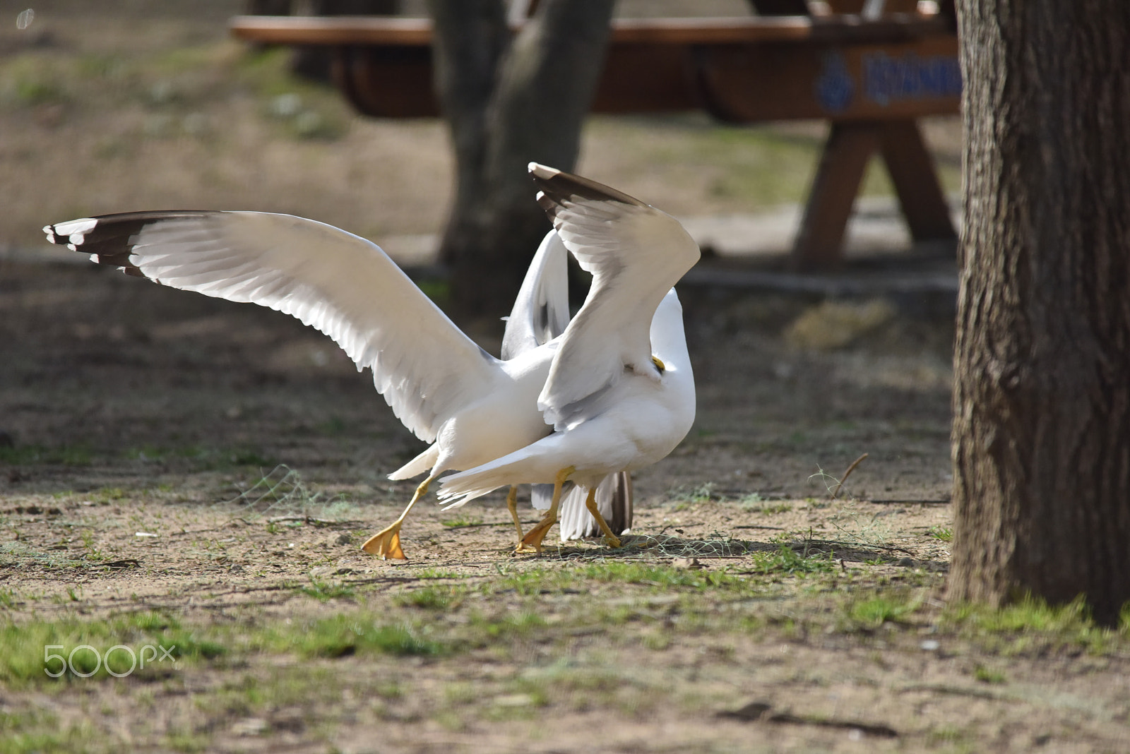 Sigma 150-500mm F5-6.3 DG OS HSM sample photo. Fight photography