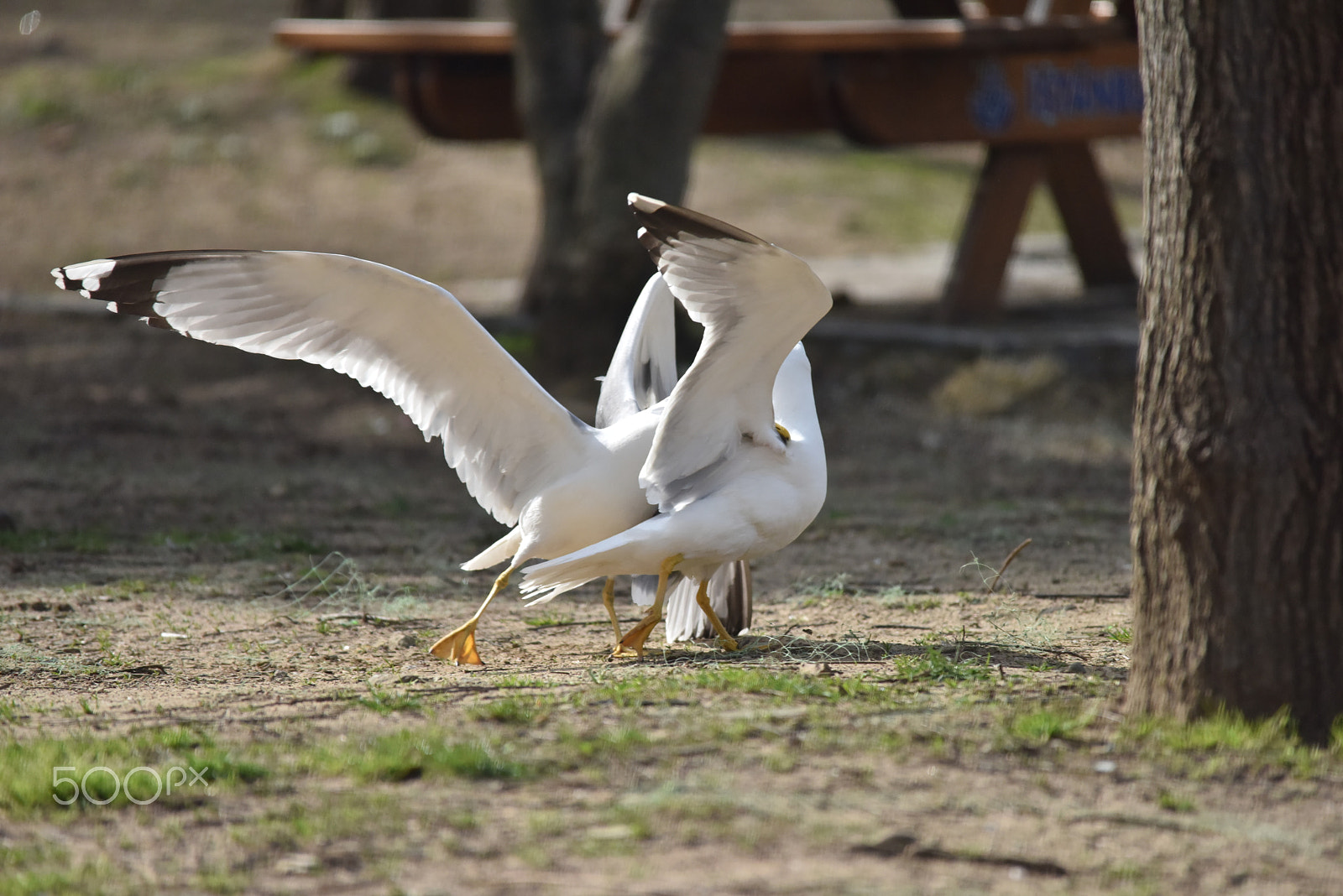 Nikon D810 + Sigma 150-500mm F5-6.3 DG OS HSM sample photo. Fight photography