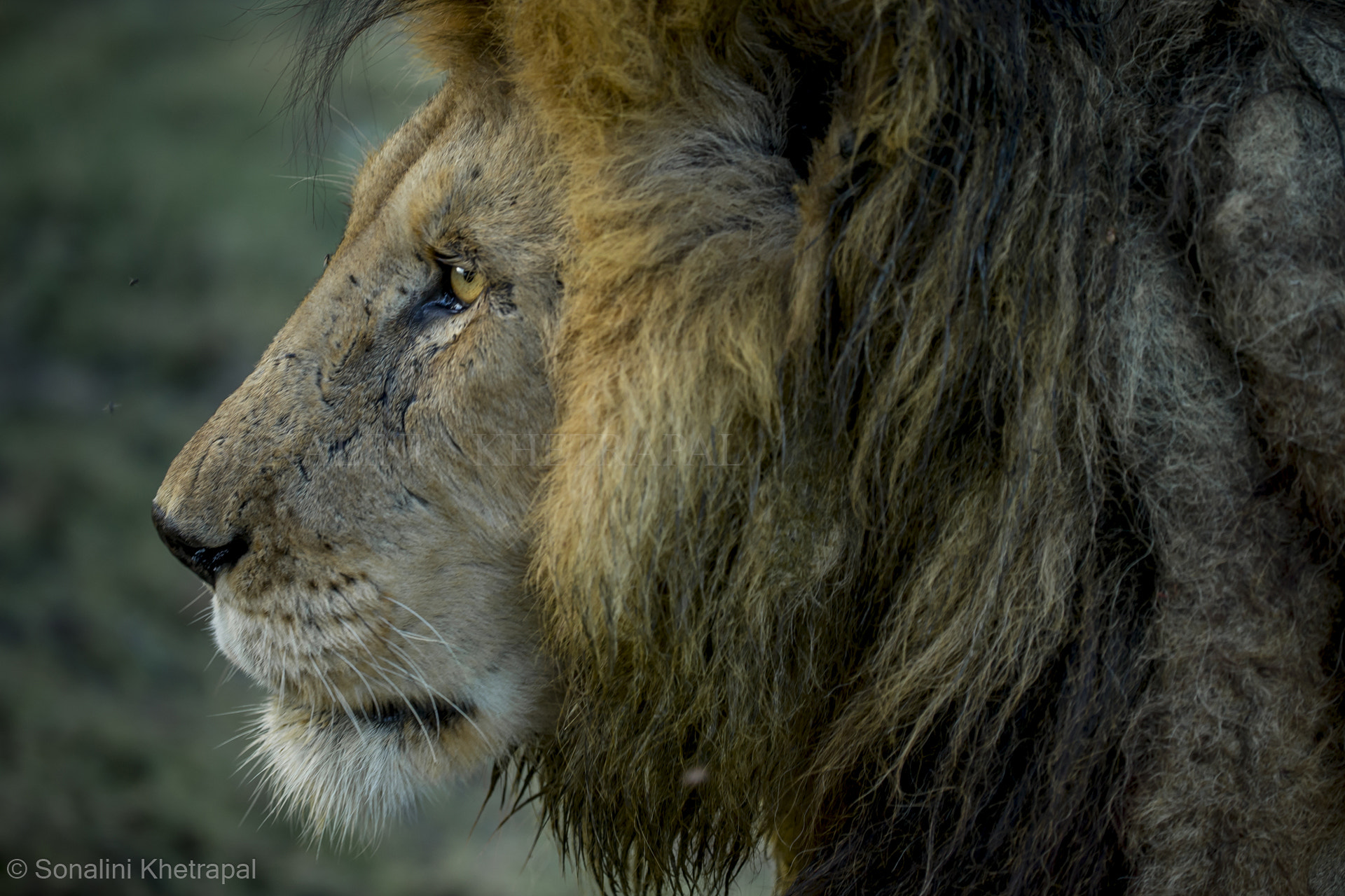 Canon EF 200-400mm F4L IS USM Extender 1.4x sample photo. Dreadlocks photography