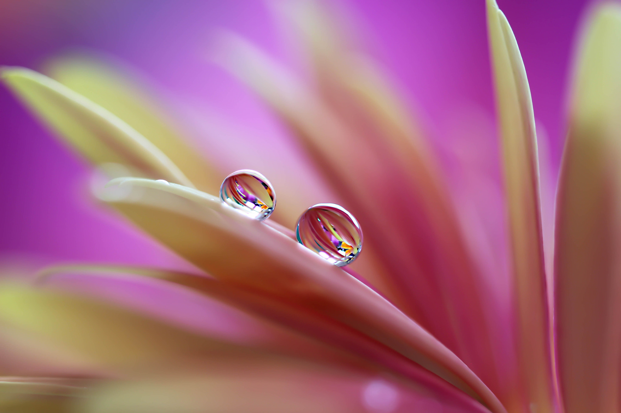 Canon EF 100mm F2.8L Macro IS USM sample photo. Proximity photography