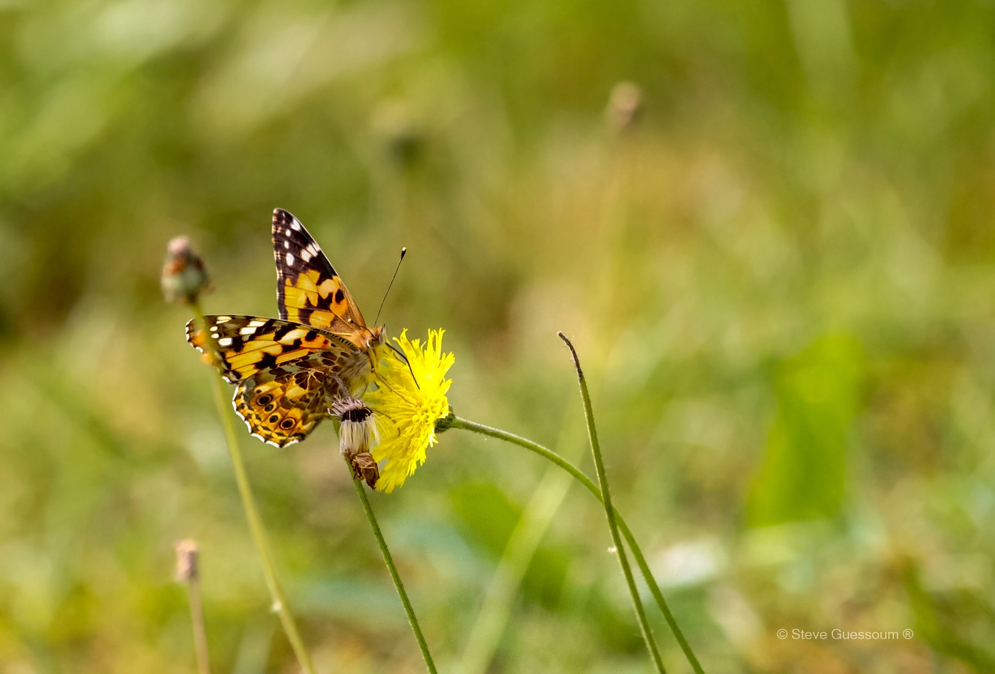 Canon EF 100-400mm F4.5-5.6L IS USM sample photo