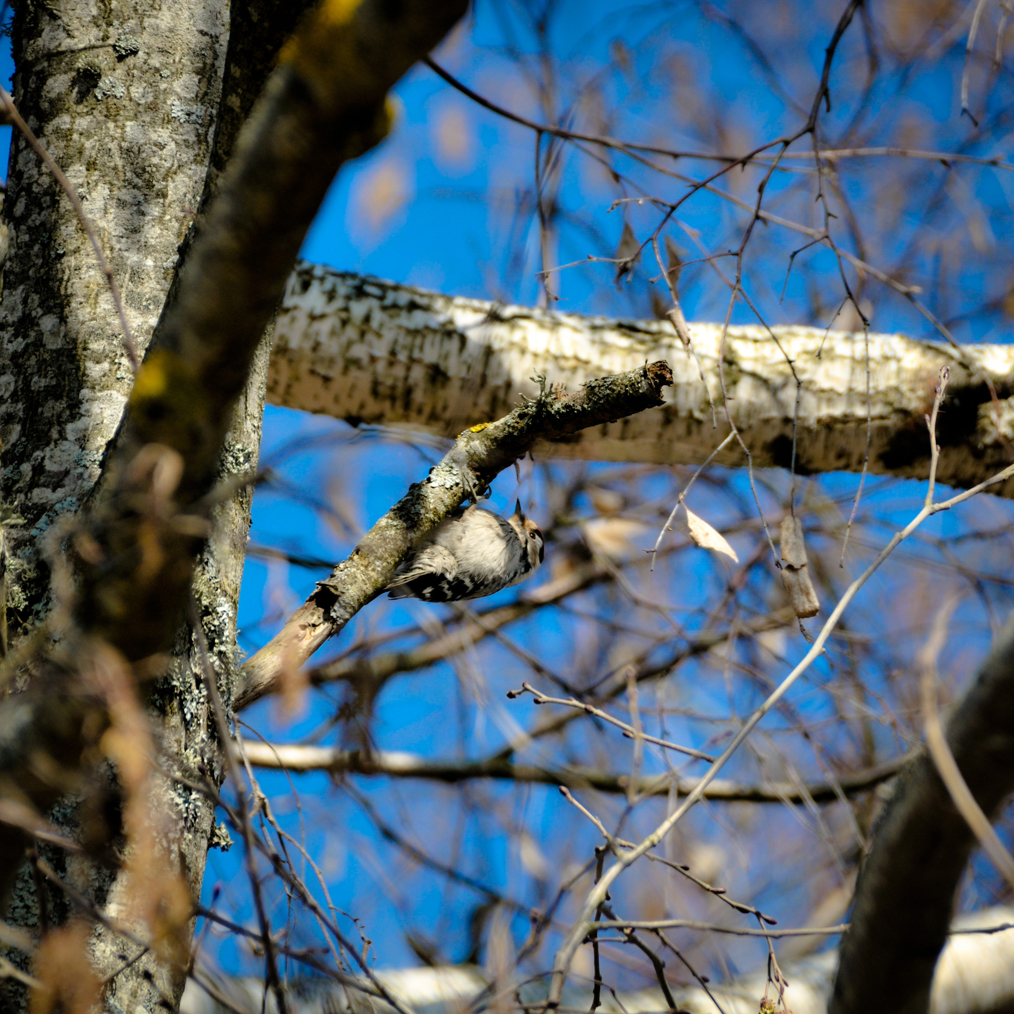 Nikon D300 sample photo. Spring mood photography