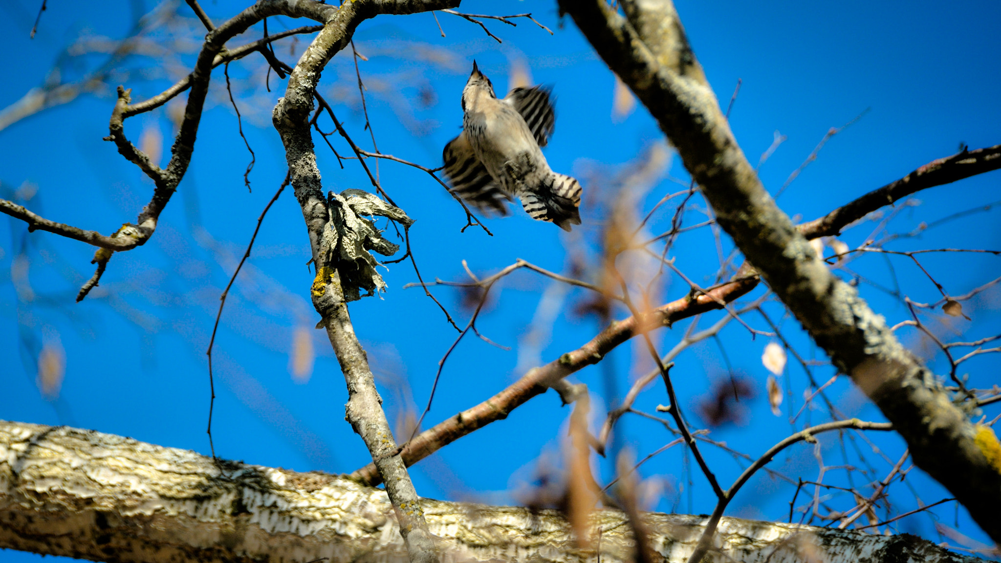 Nikon D300 sample photo. Spring mood photography