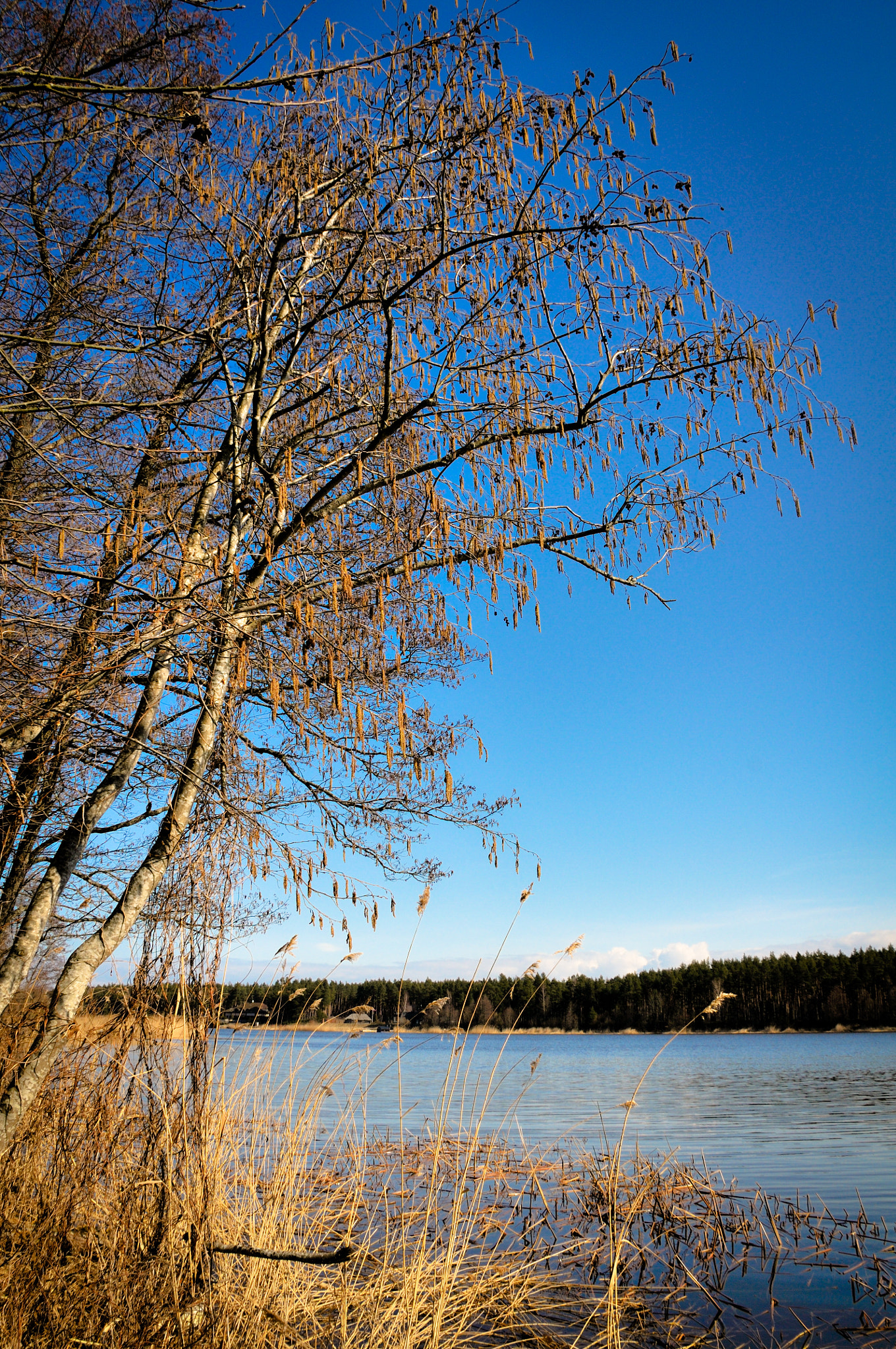 Nikon D300 sample photo. Spring mood photography