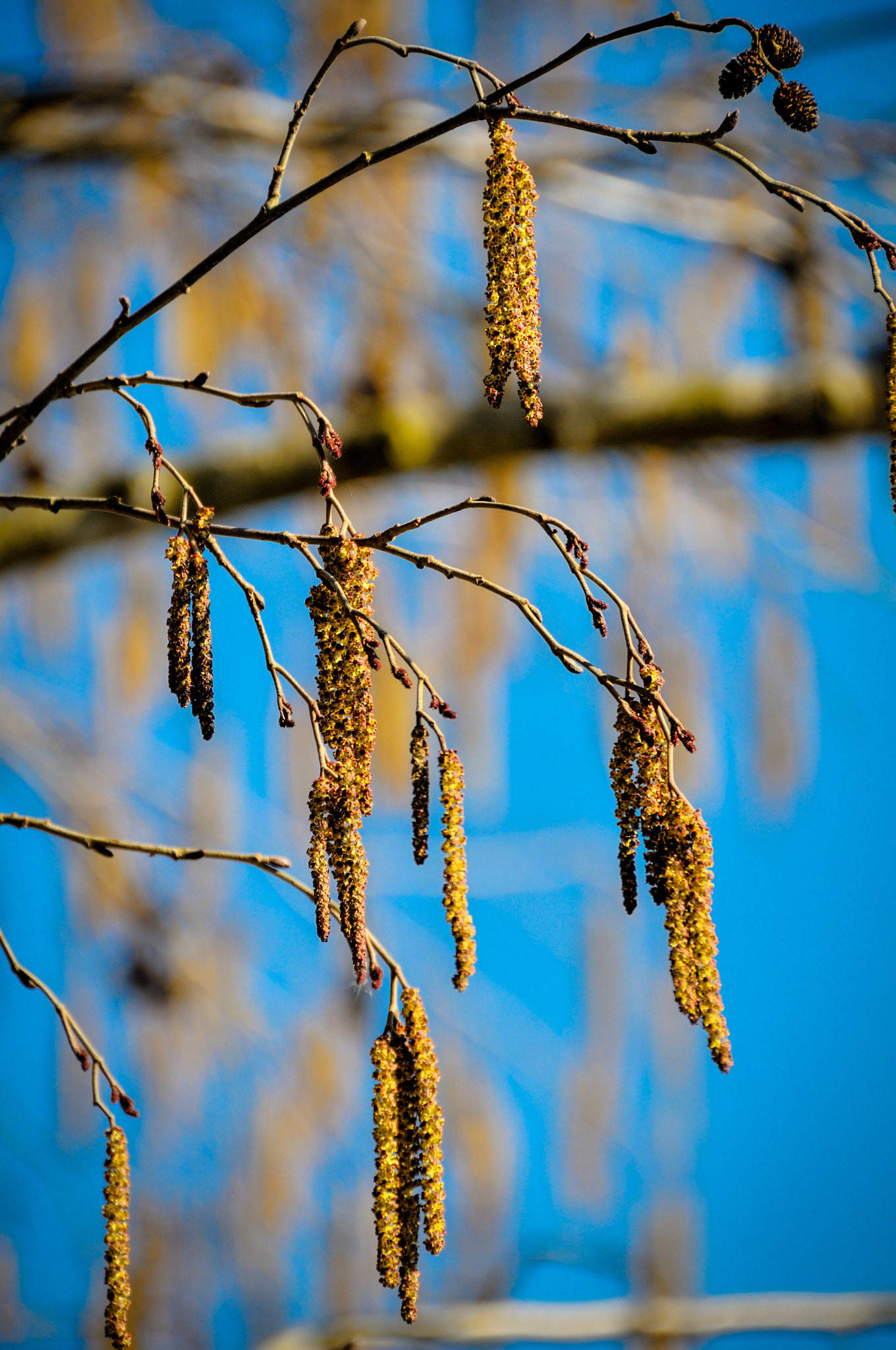 Nikon D300 sample photo. Spring mood photography
