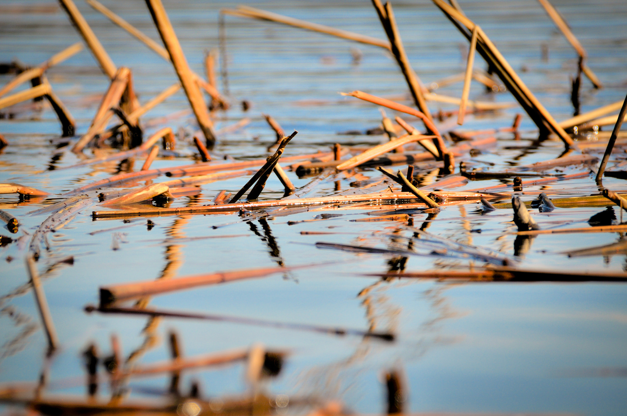 Nikon D300 sample photo. Spring mood photography