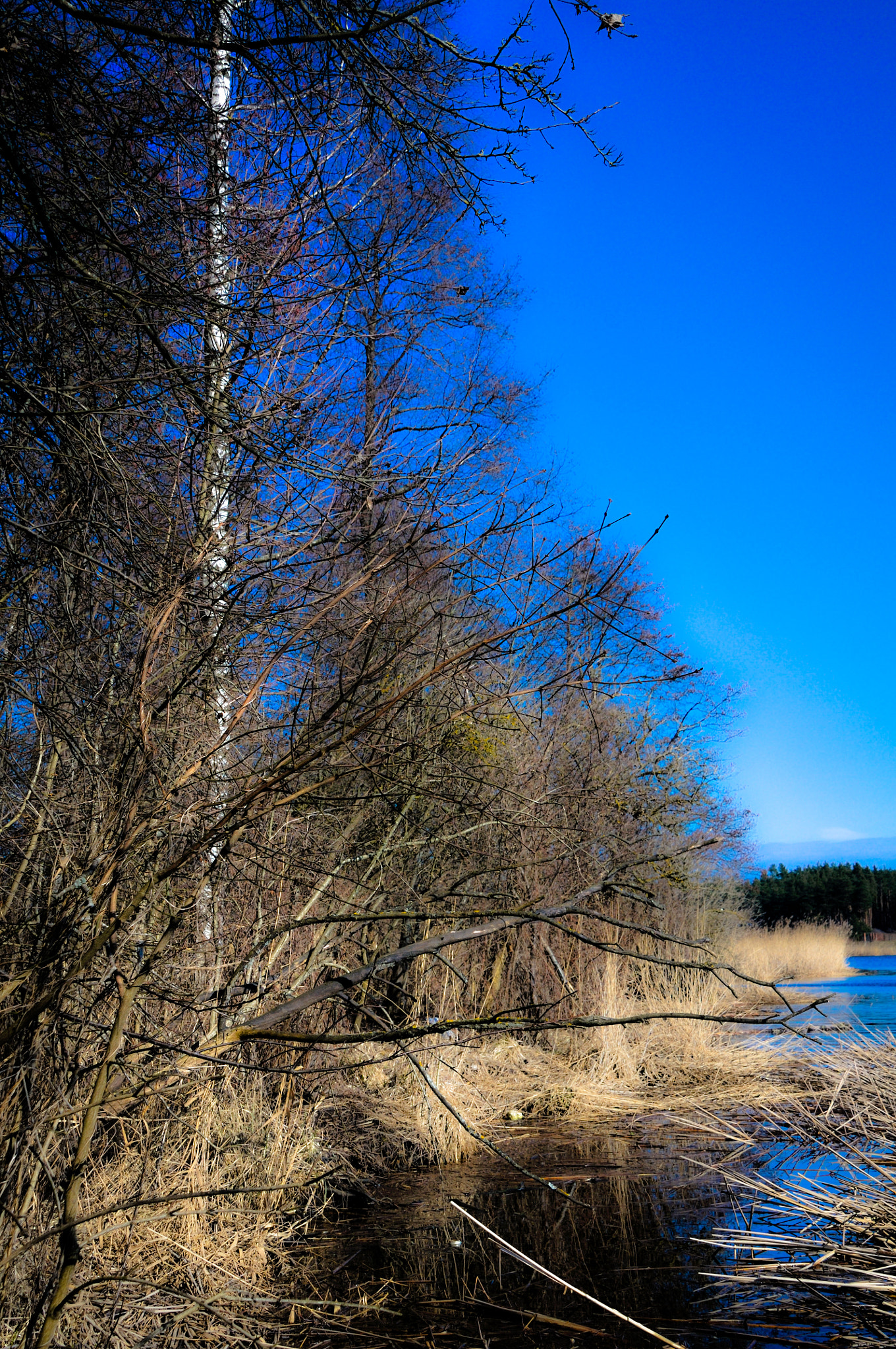 Nikon D300 sample photo. Spring mood photography