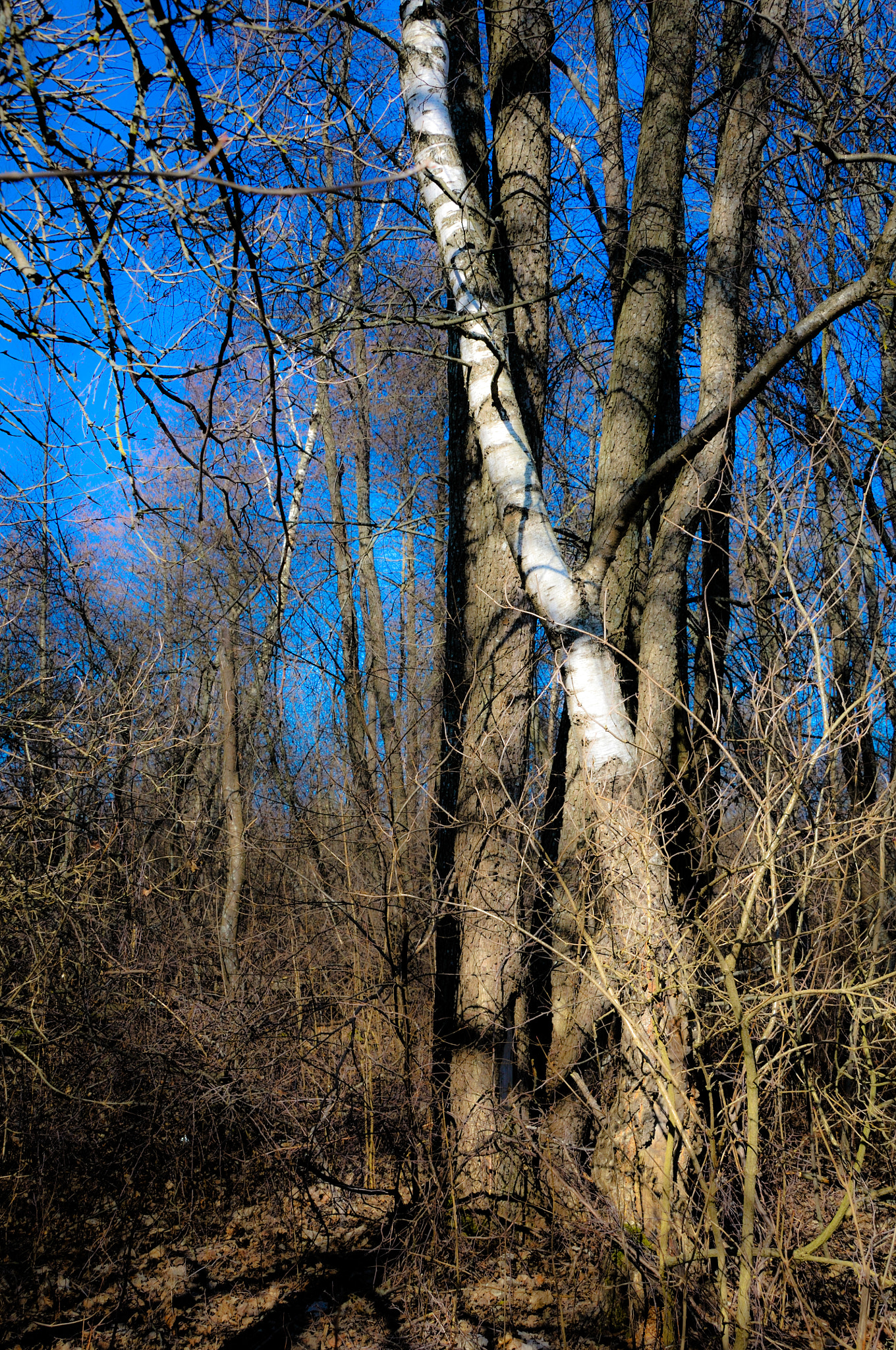Nikon D300 sample photo. Spring mood photography