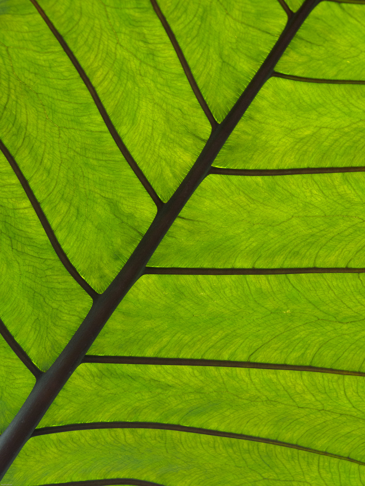 OLYMPUS M.14-150mm F4.0-5.6 II sample photo. Underneath a leaf photography