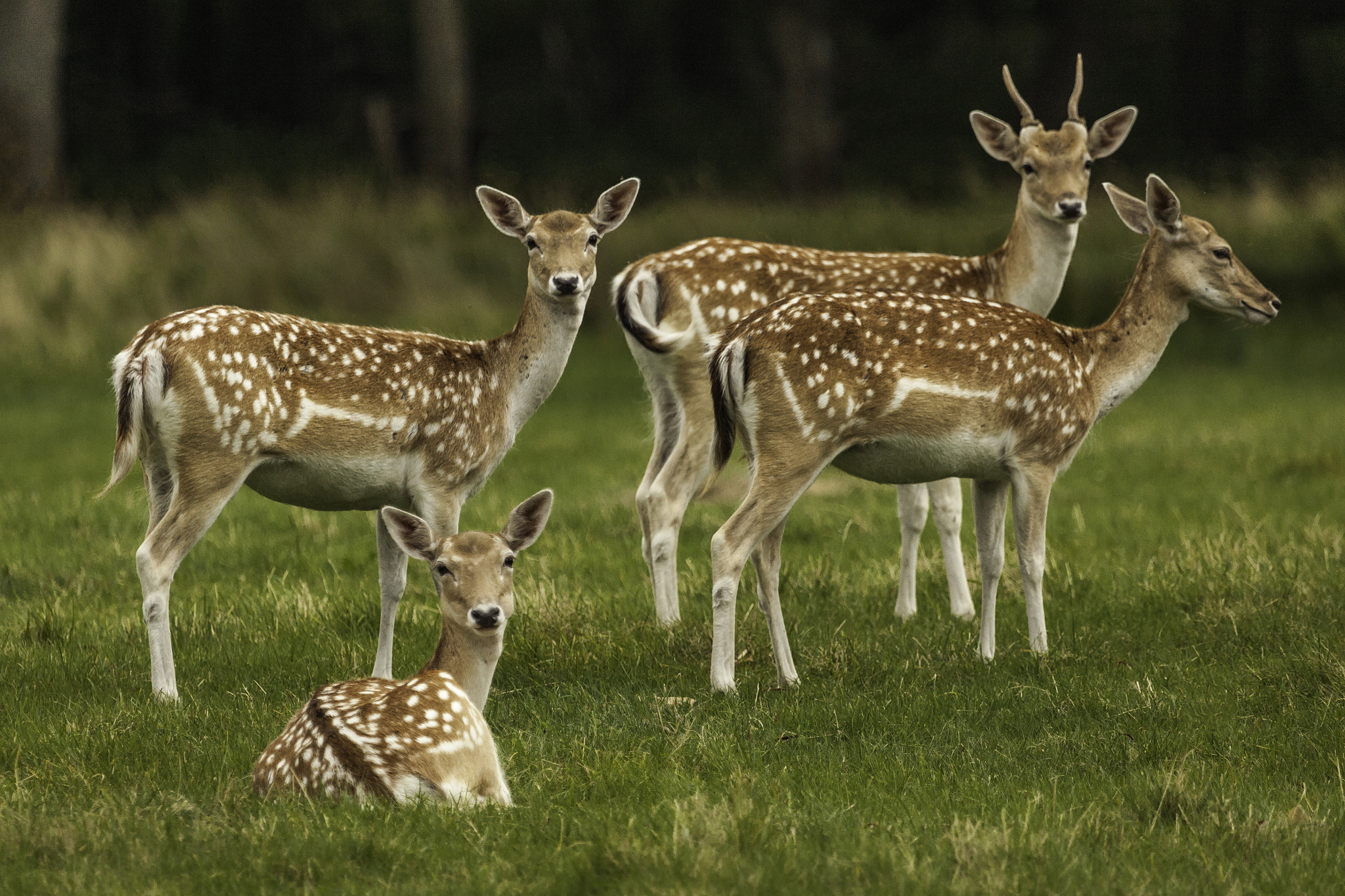Canon EOS 5D Mark II + Canon EF 100-400mm F4.5-5.6L IS USM sample photo. Deer photography