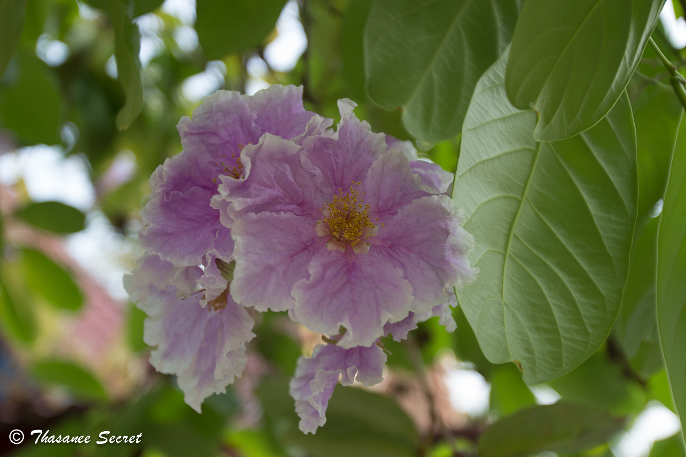 Canon EOS 100D (EOS Rebel SL1 / EOS Kiss X7) + Canon EF 16-35mm F2.8L USM sample photo. Lagerstroemia floribunda photography