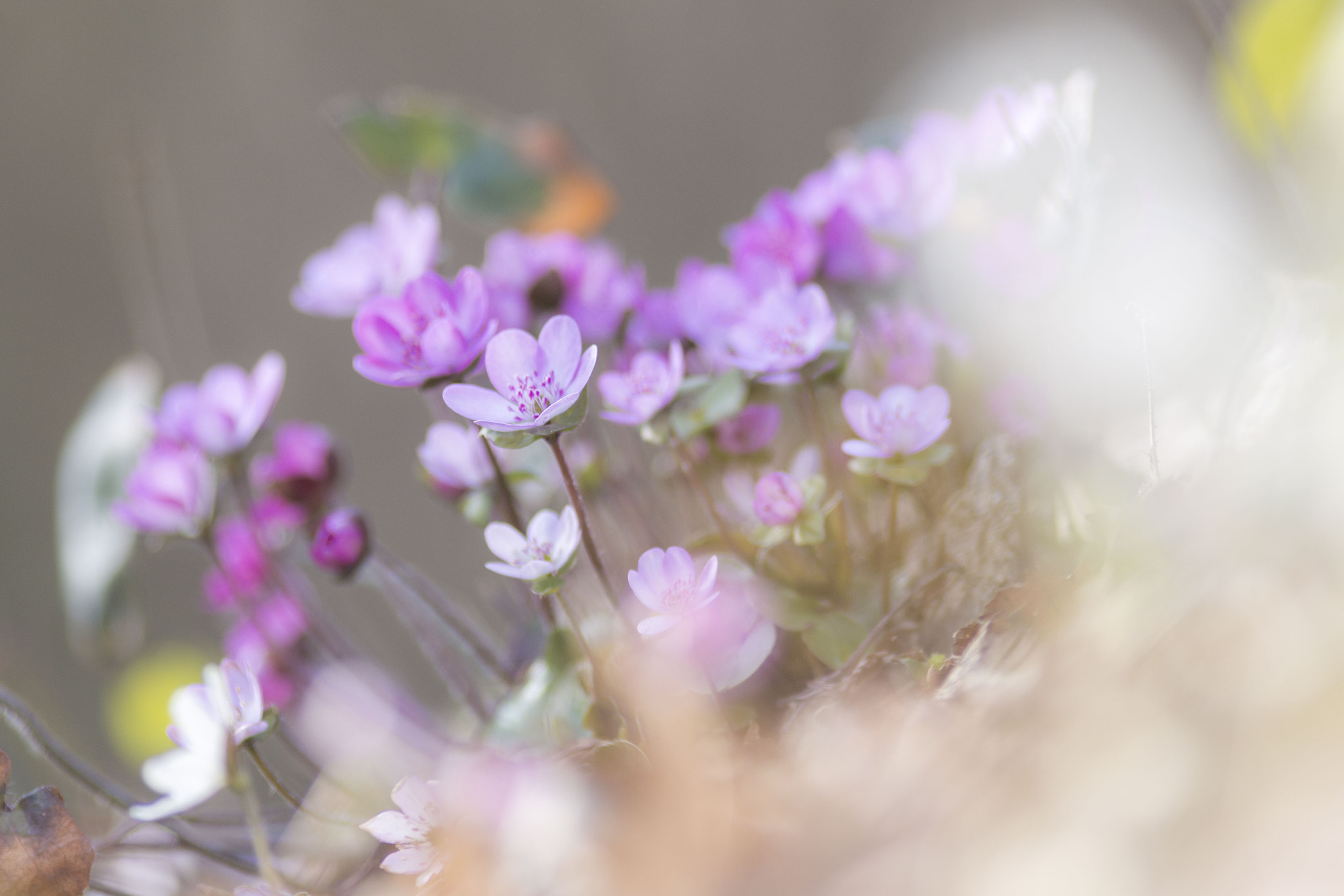 Canon EF 200mm F2.8L II USM sample photo. Hepatica photography