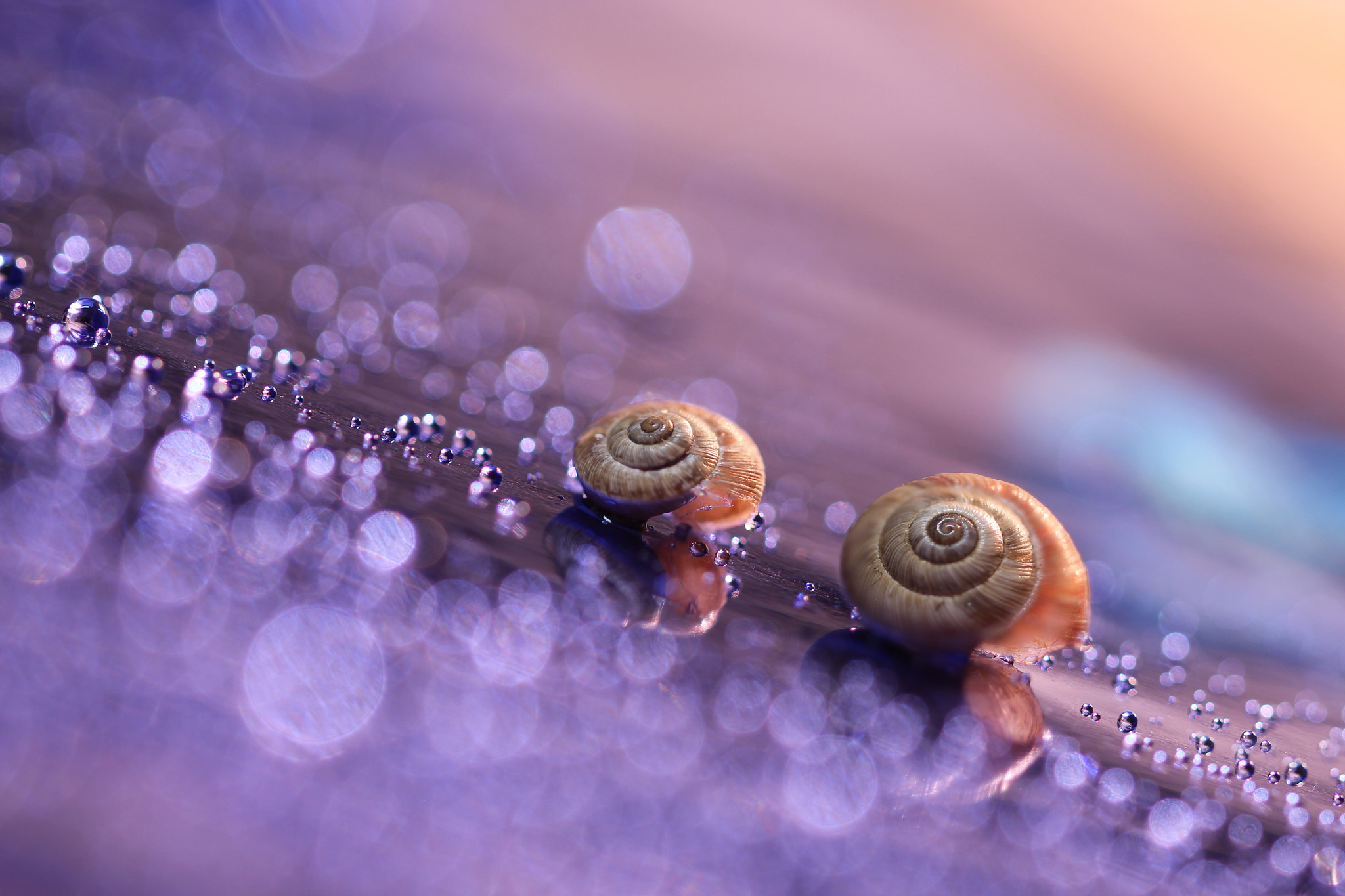Canon EF 100mm F2.8L Macro IS USM sample photo. In a wonderful world photography