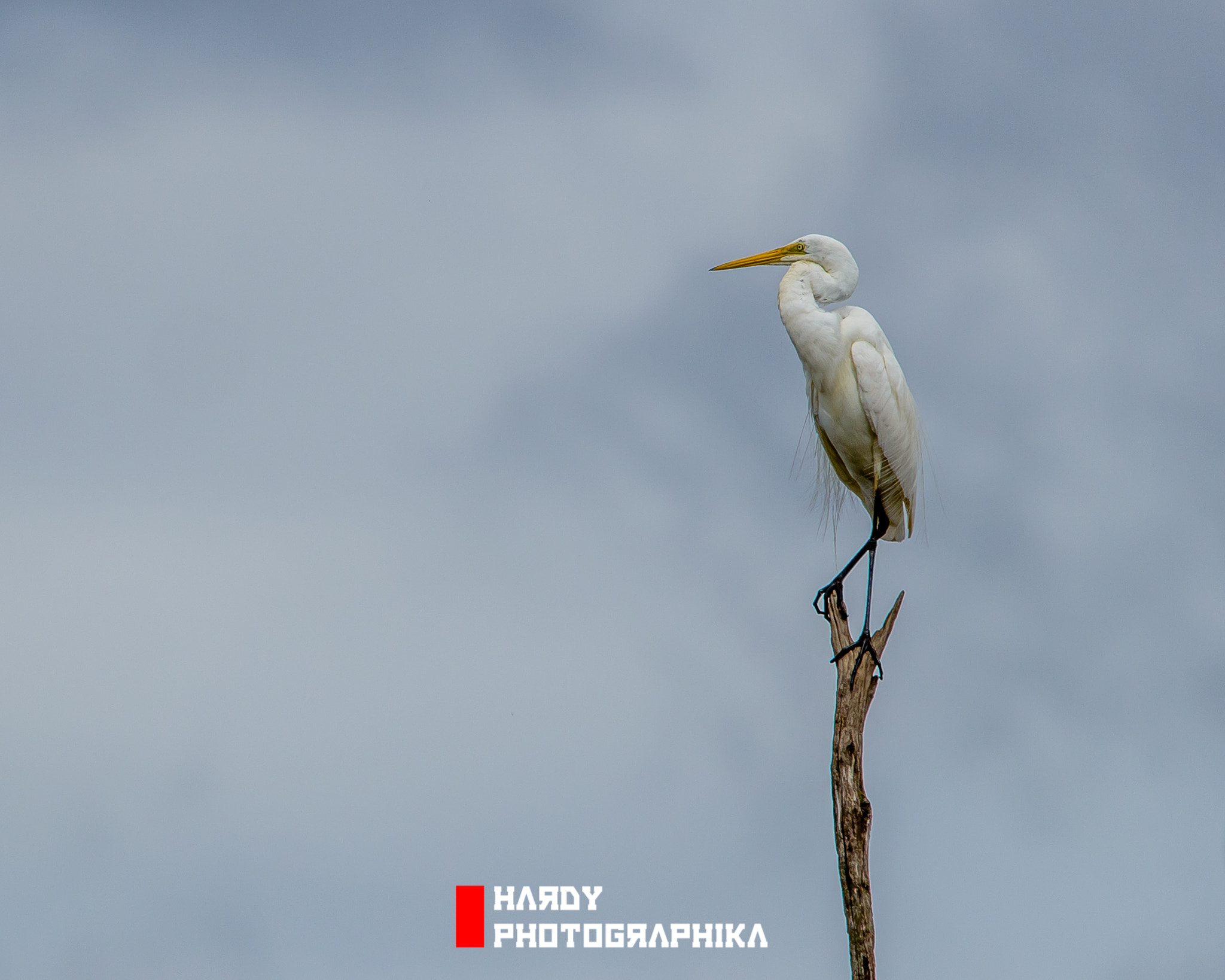 Sigma 150-500mm F5-6.3 DG OS HSM sample photo. Egret photography