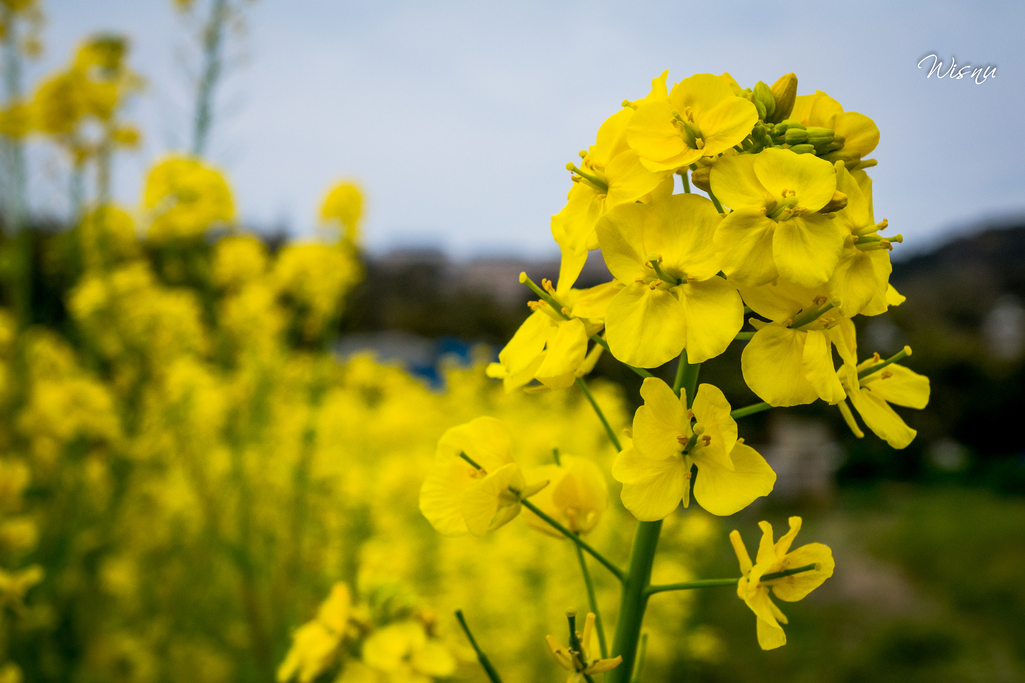 24-200mm F2.8 sample photo. Unknown flower photography