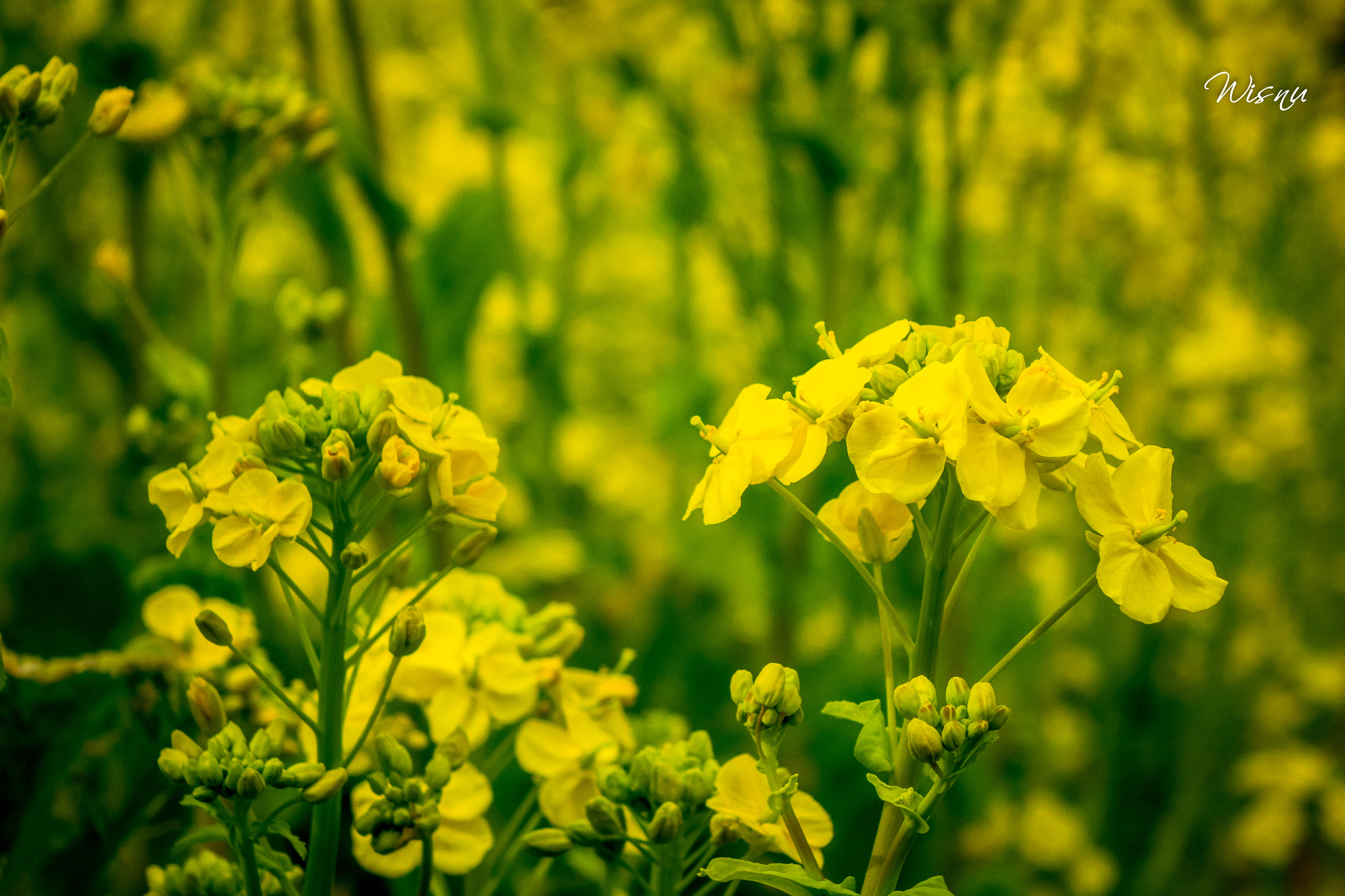 24-200mm F2.8 sample photo. Unknown flower photography
