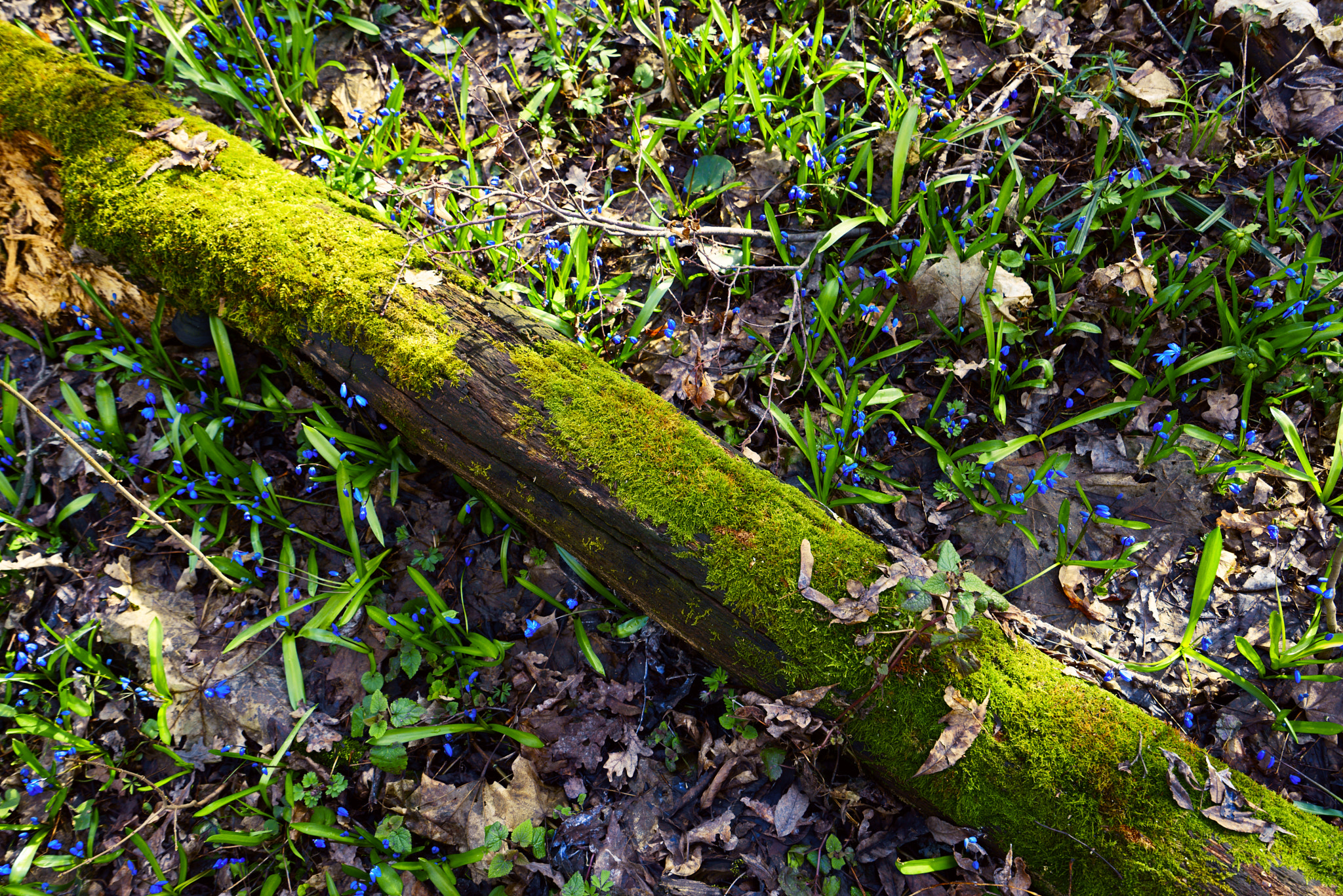 Sony a7R + Sony Vario-Tessar T* FE 16-35mm F4 ZA OSS sample photo. Spring photography