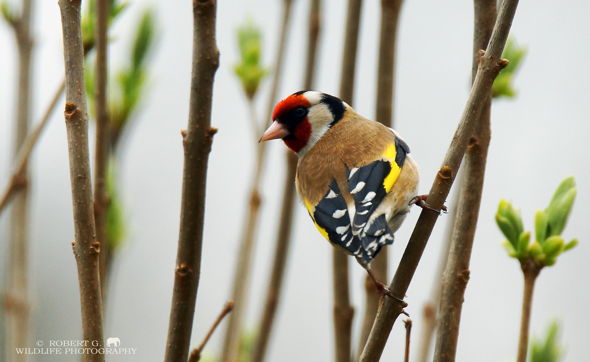 Sony SLT-A77 + Tamron SP 150-600mm F5-6.3 Di VC USD sample photo. Goldfinch in my garden photography