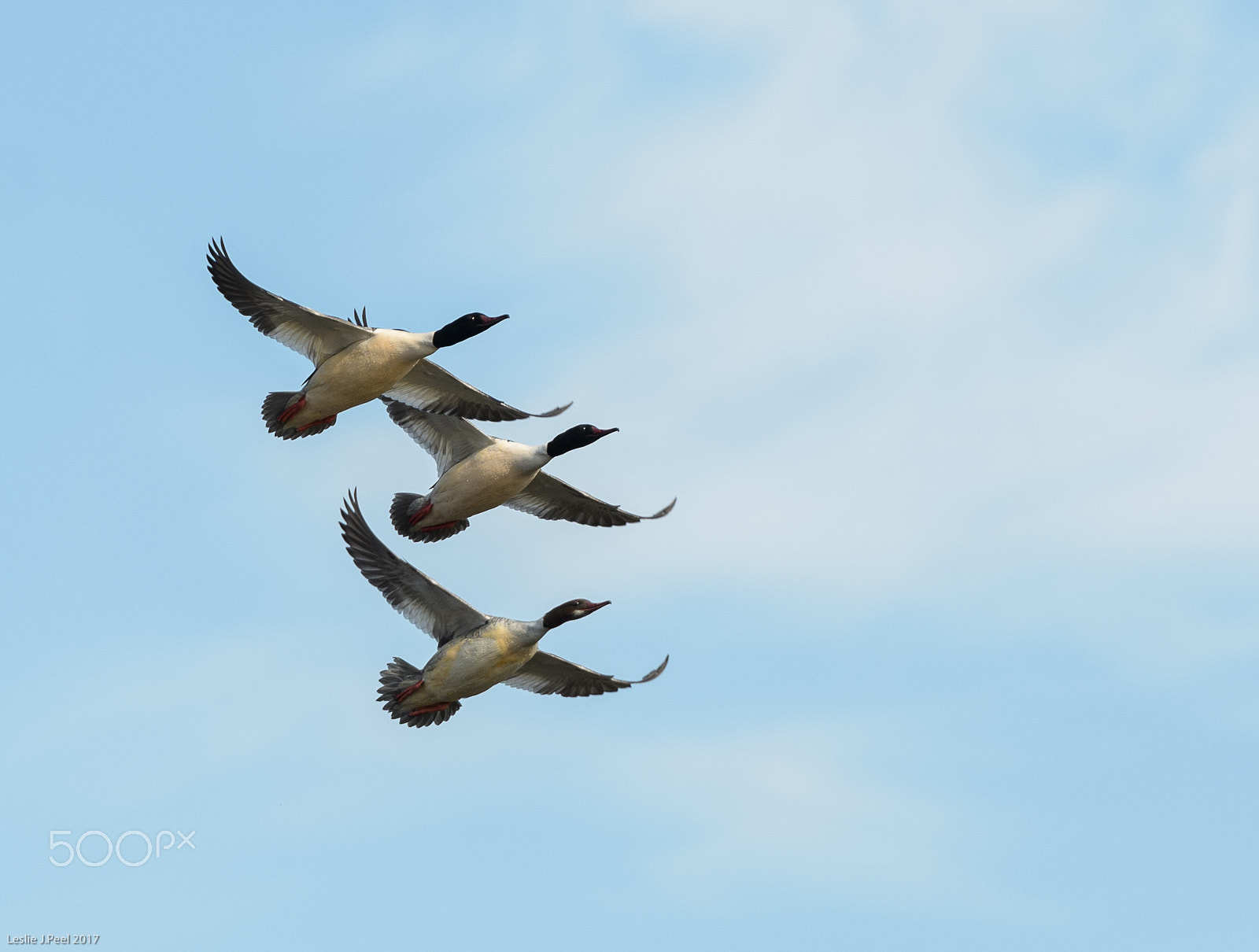 Nikon AF-S Nikkor 70-200mm F2.8G ED VR II sample photo. Goosanders leaving crime lake photography