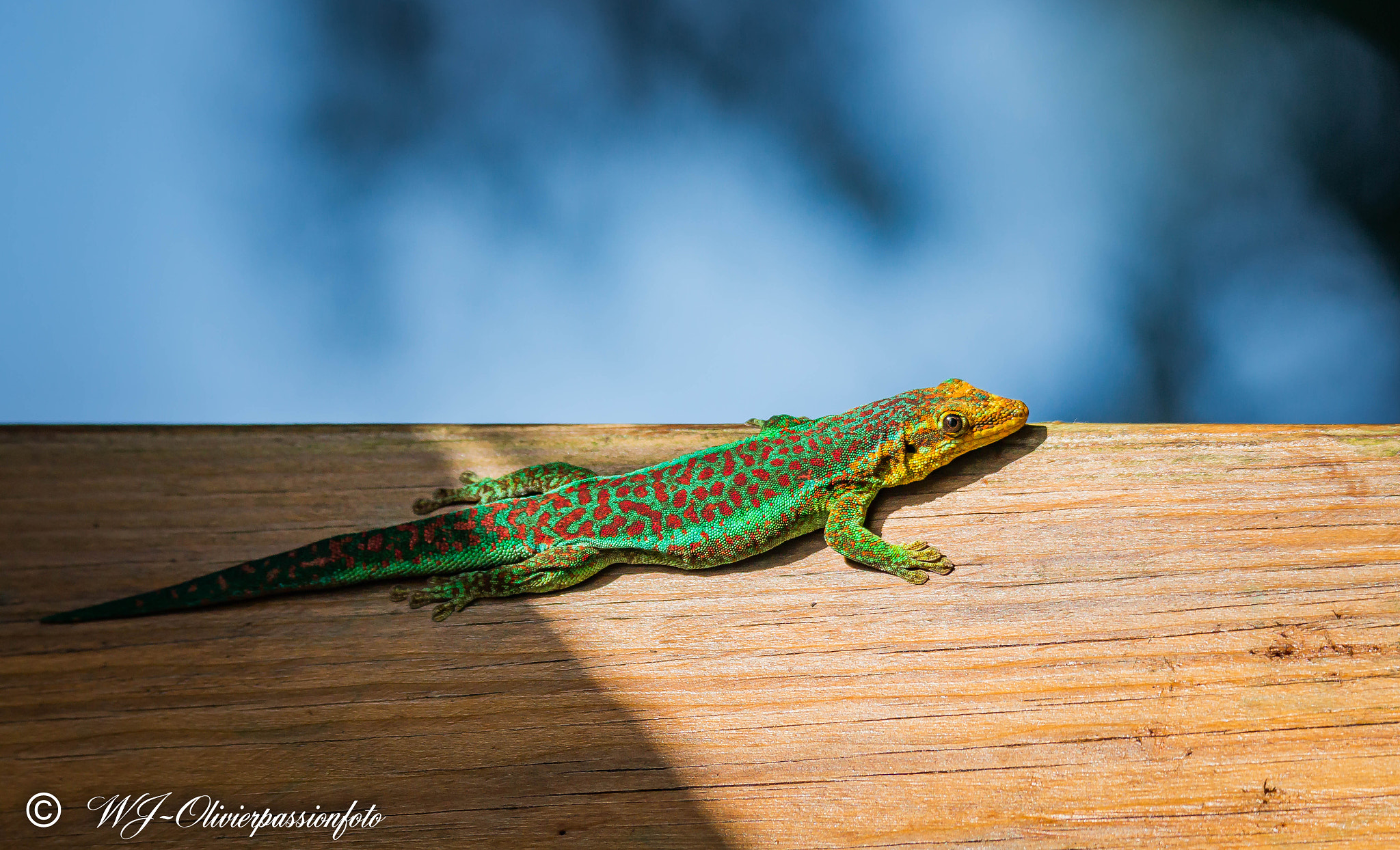 Tamron SP 150-600mm F5-6.3 Di VC USD sample photo. Gecko vert de bourbon île de la réunion 974 photography