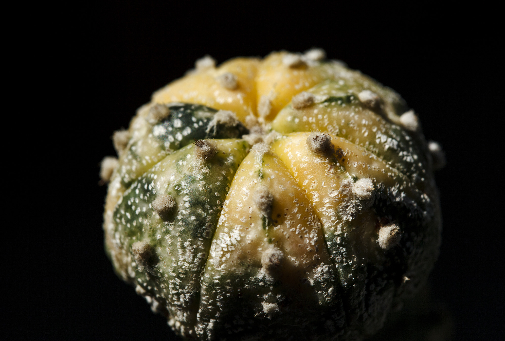 Canon EF 100mm F2.8 Macro USM sample photo. Astrophytum asterias 'variegata' photography