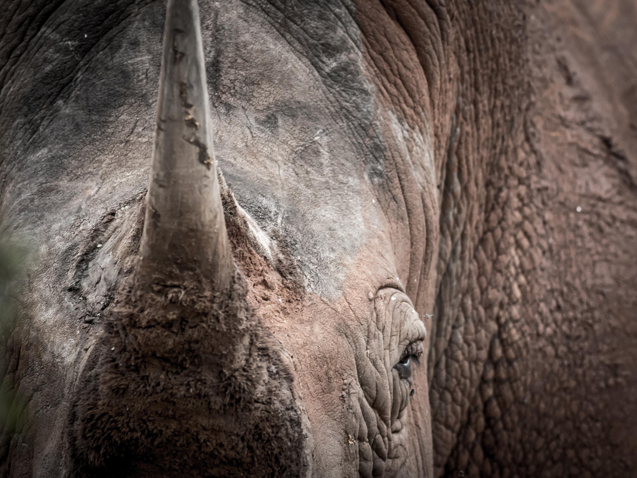 Canon EF 400mm F5.6L USM sample photo. Brawn photography