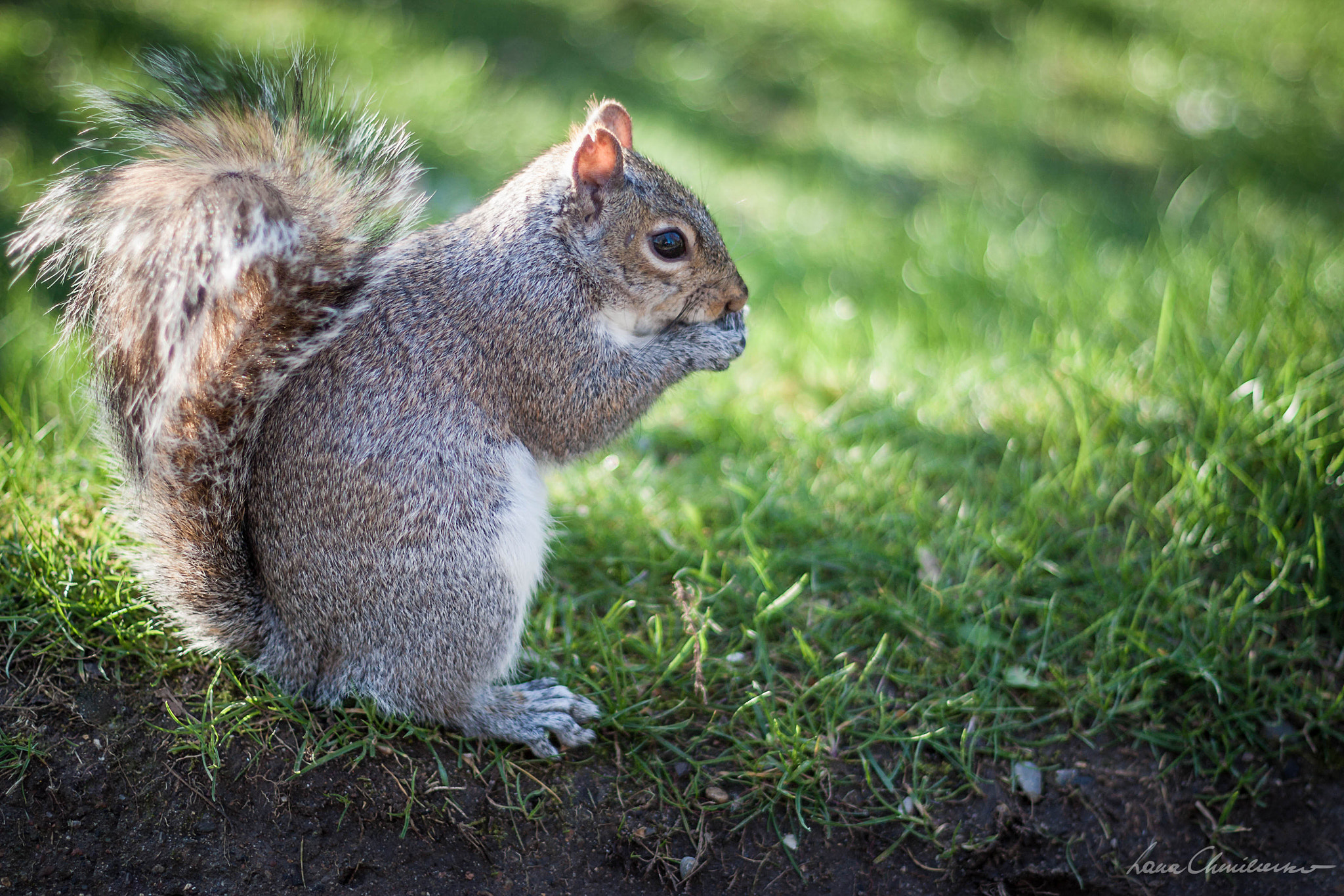 Canon EOS 450D (EOS Rebel XSi / EOS Kiss X2) + Canon EF 50mm F1.4 USM sample photo. Grey squirrel photography