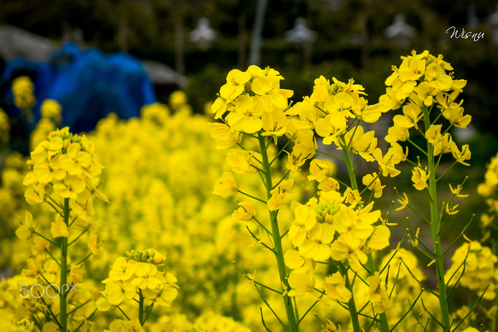 Sony Cyber-shot DSC-RX10 II sample photo. Unknown flower photography