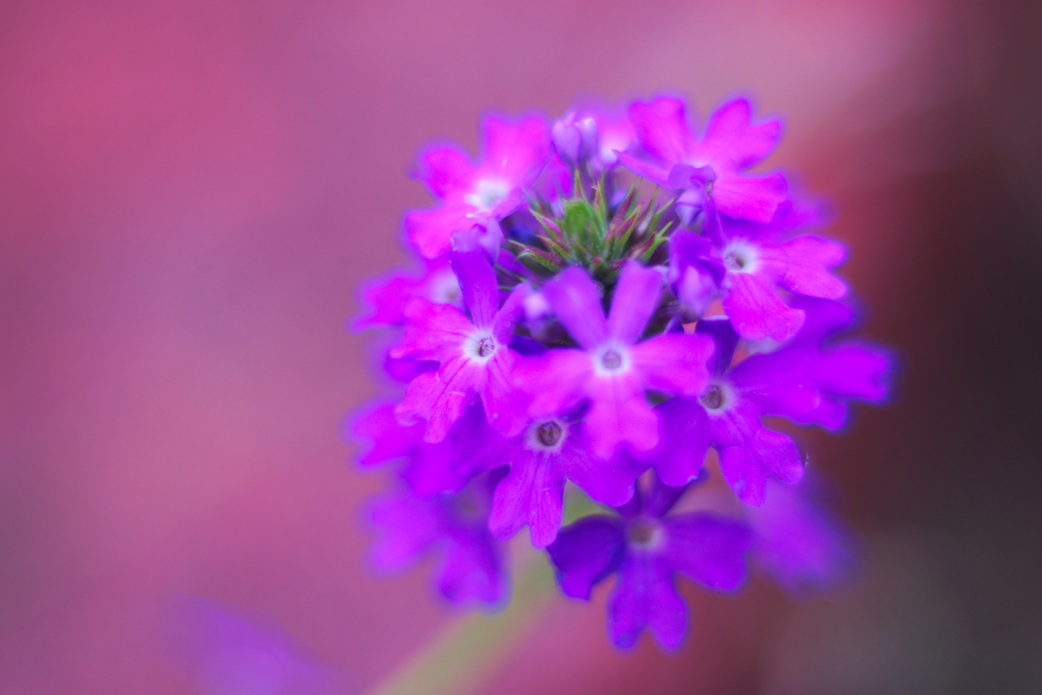 Nikon D3300 + Nikon AF Nikkor 50mm F1.8D sample photo. Blur is beautiful... photography