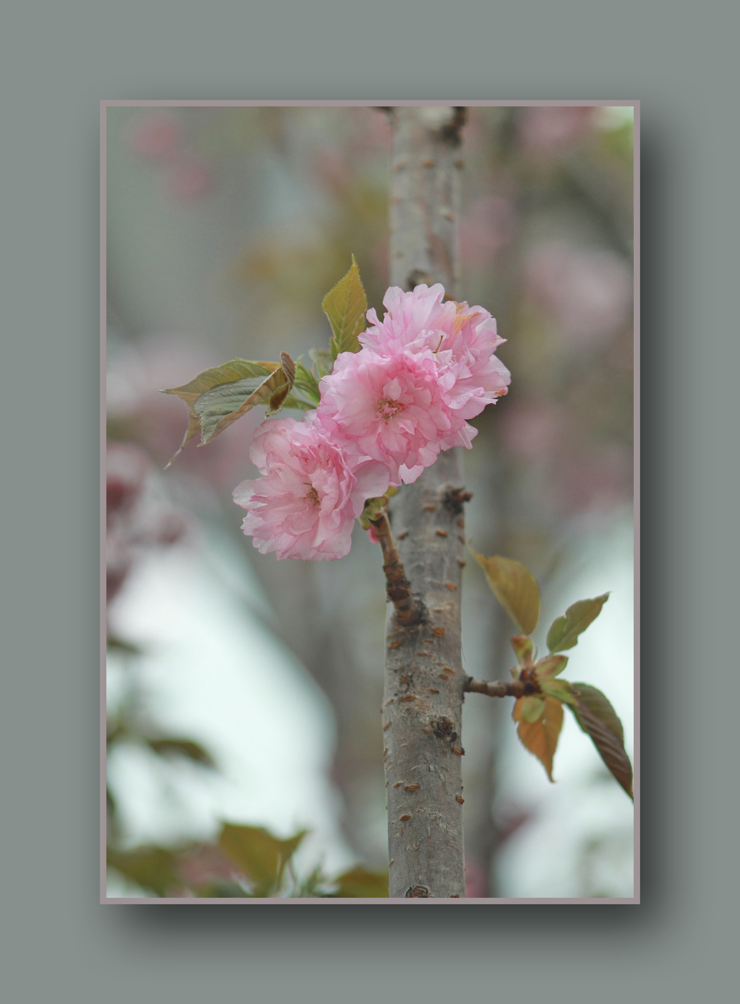 Canon EF 35-80mm f/4-5.6 sample photo. Cherry photography