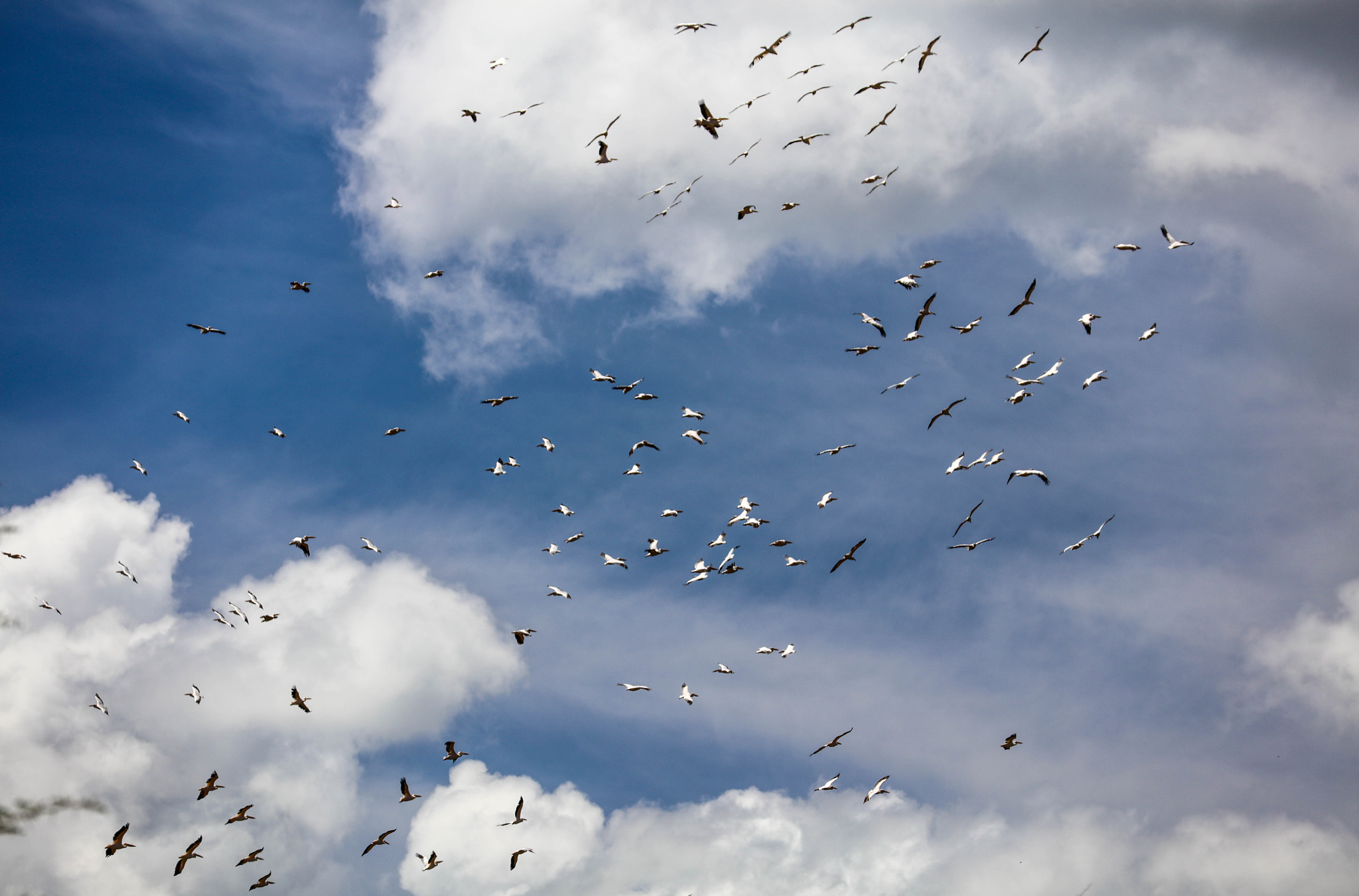 Canon EOS 5DS R sample photo. Birds at lake manyara 11 photography