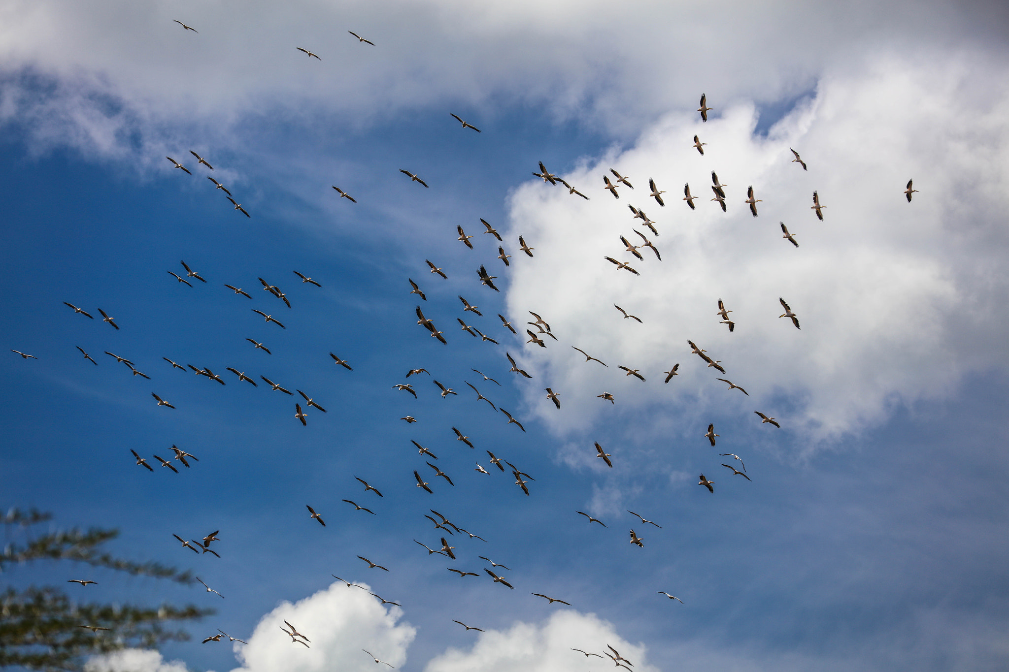 Canon EOS 5DS R sample photo. Birds at lake manyara 12 photography