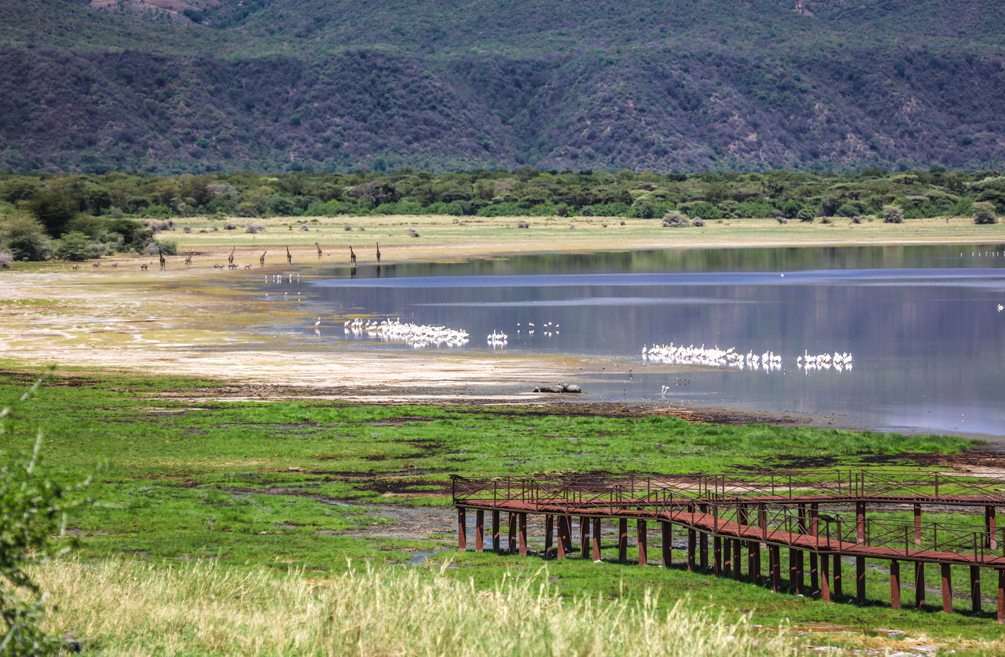 Canon EOS 5DS R sample photo. At lake manyara photography